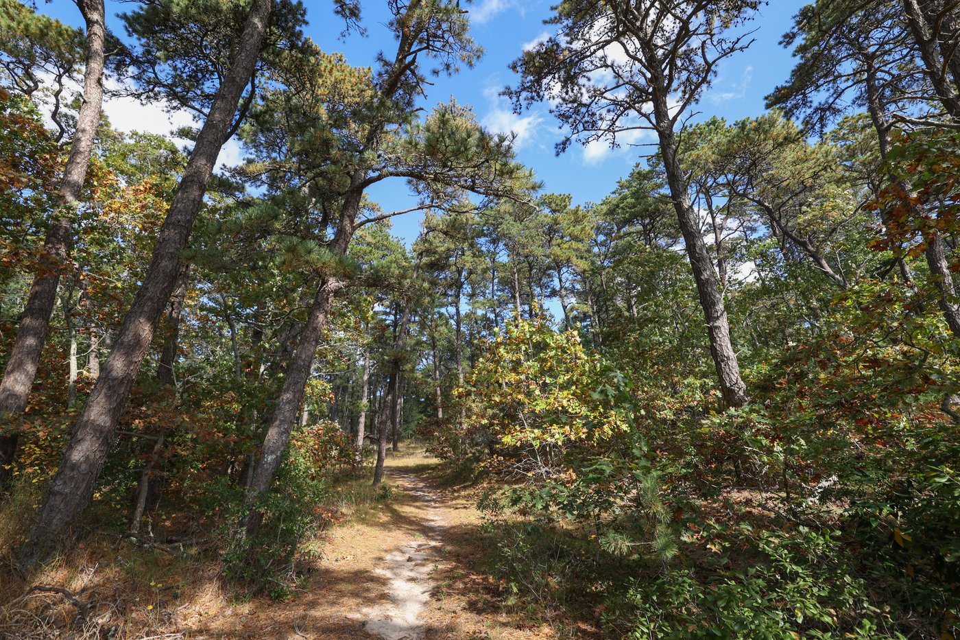 Narrow trail going through tall trees