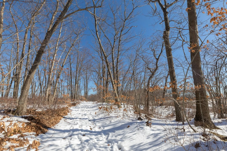 Snowy path lined by bare trees. Some dead orange leaves remain on top of the snow.