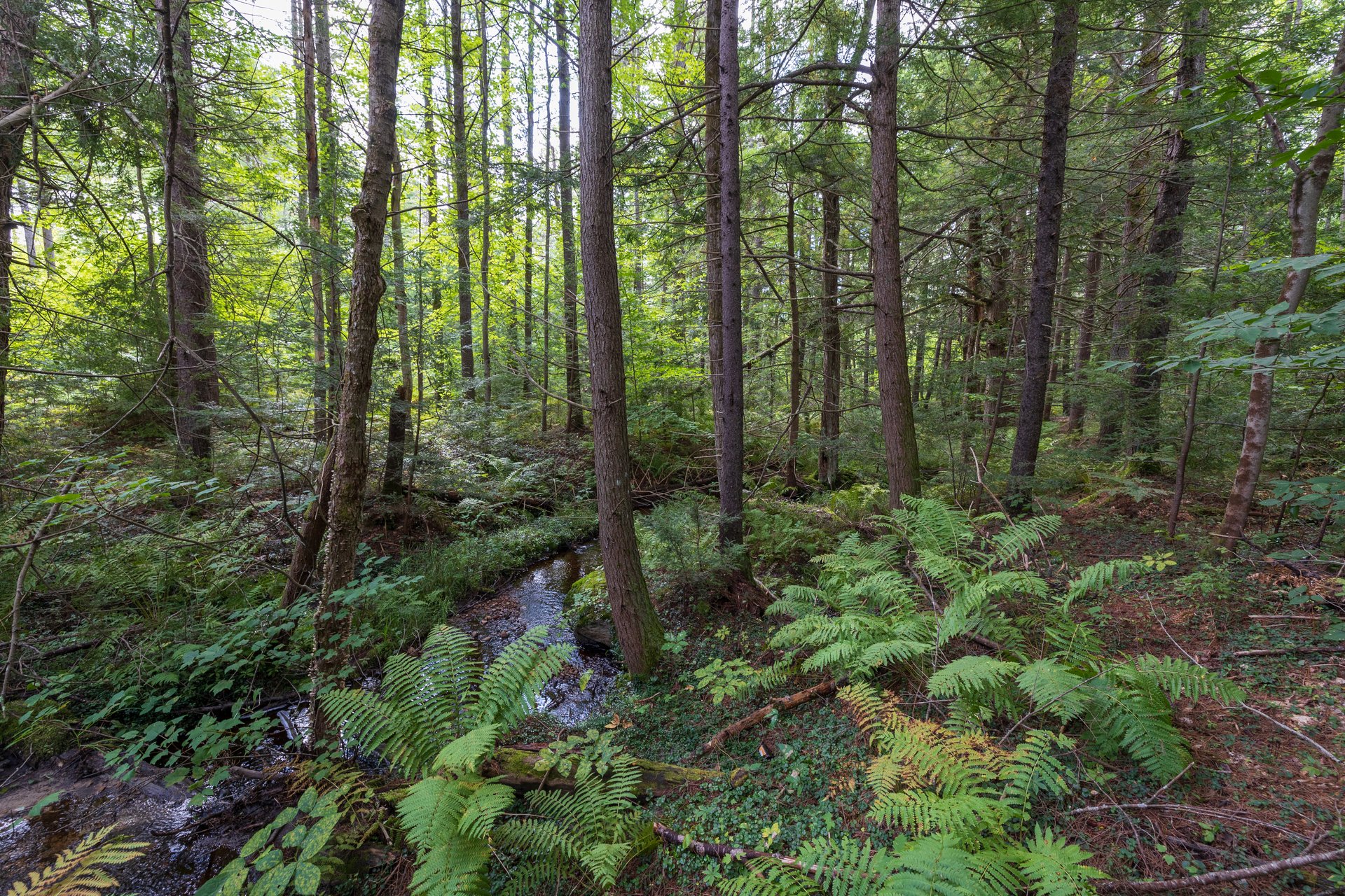 Forest with ferns and stream