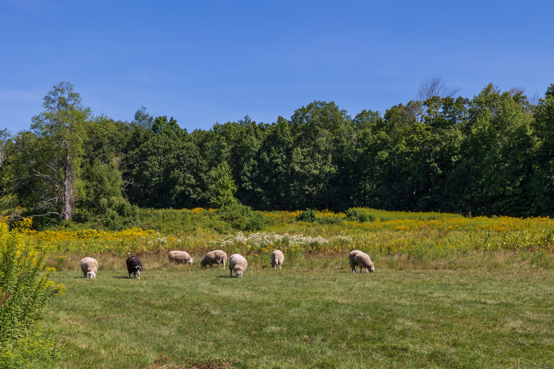 Wachusett Meadow sheep grazing