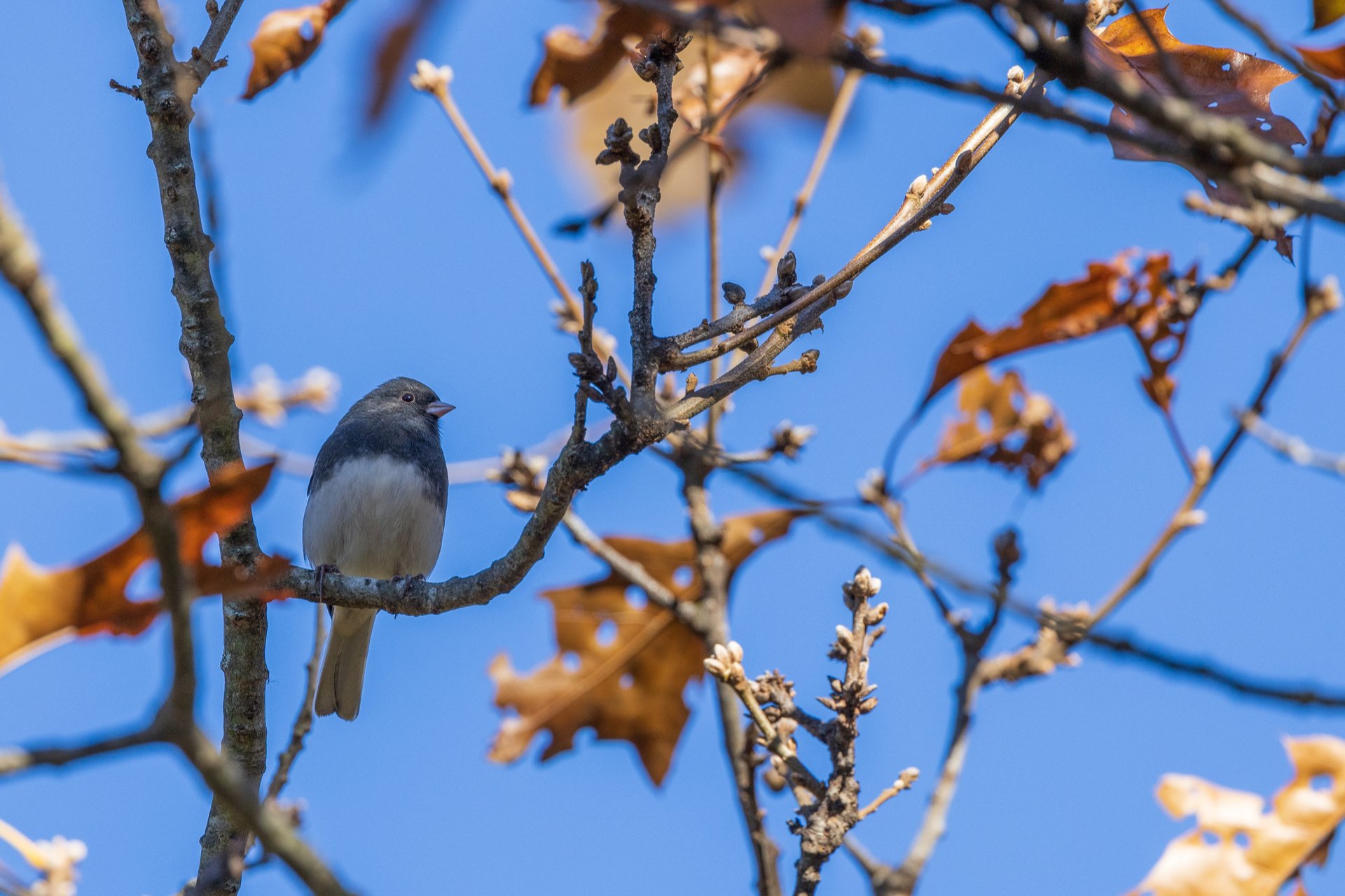 Dark-eyed Junco sitting on branch among fall leaves