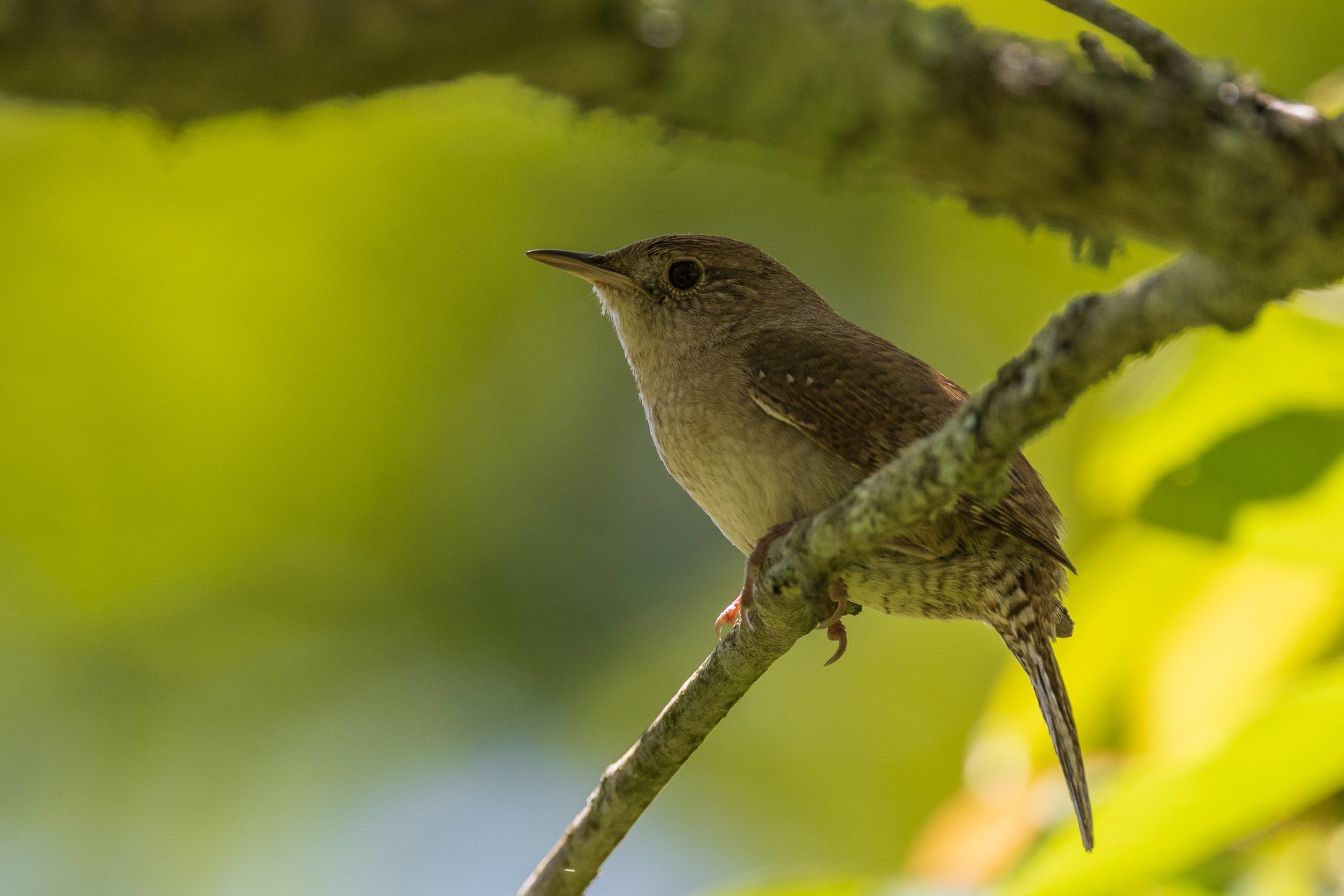 House Wren on branch with greenery background