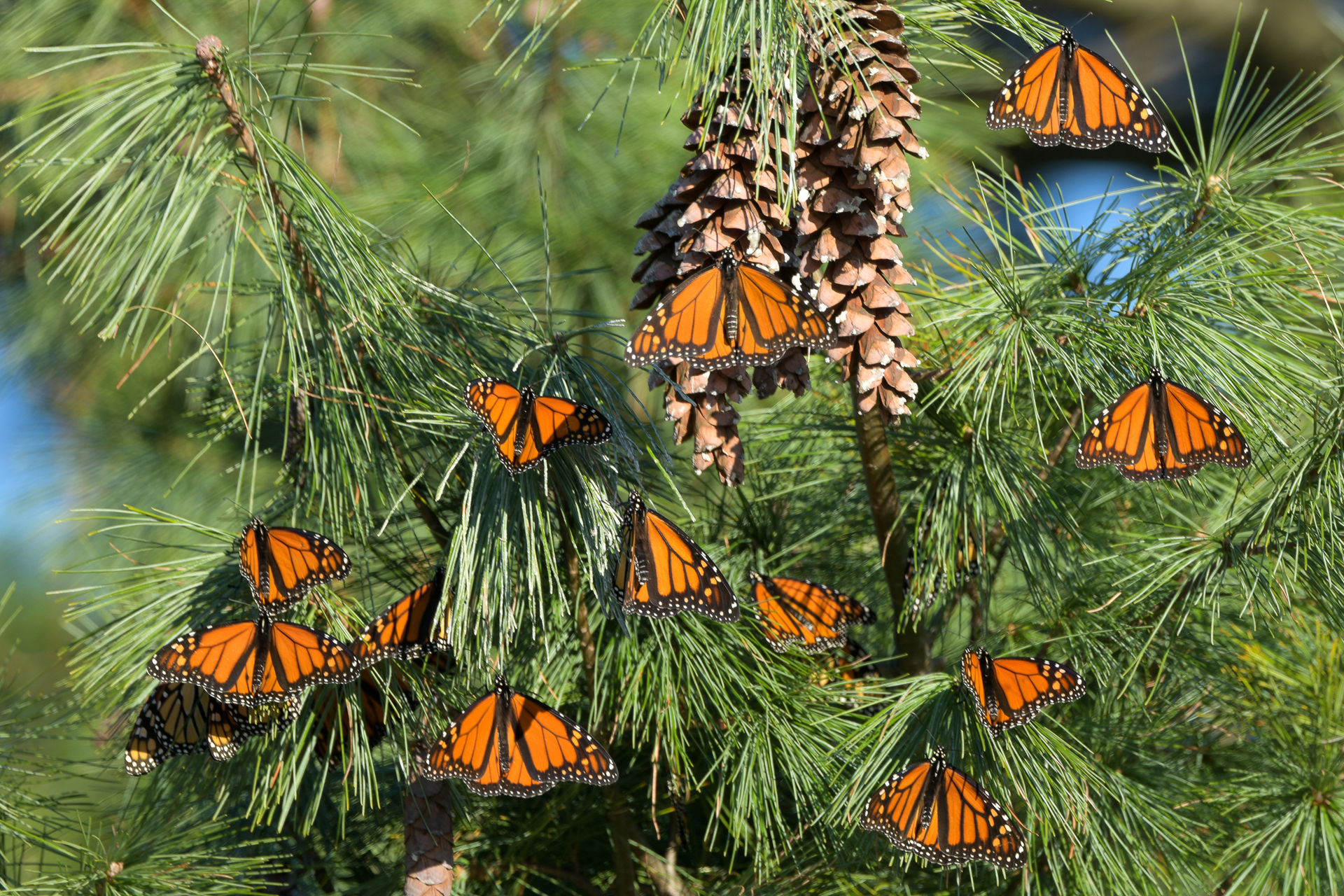 monarchs in tree
