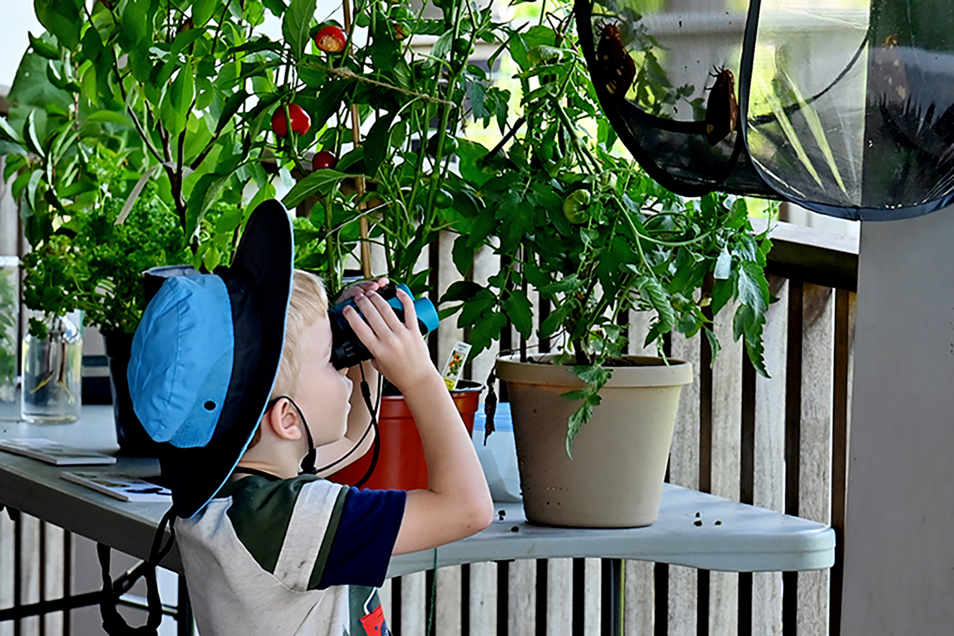 Young boy looking at butterflies through binoculars