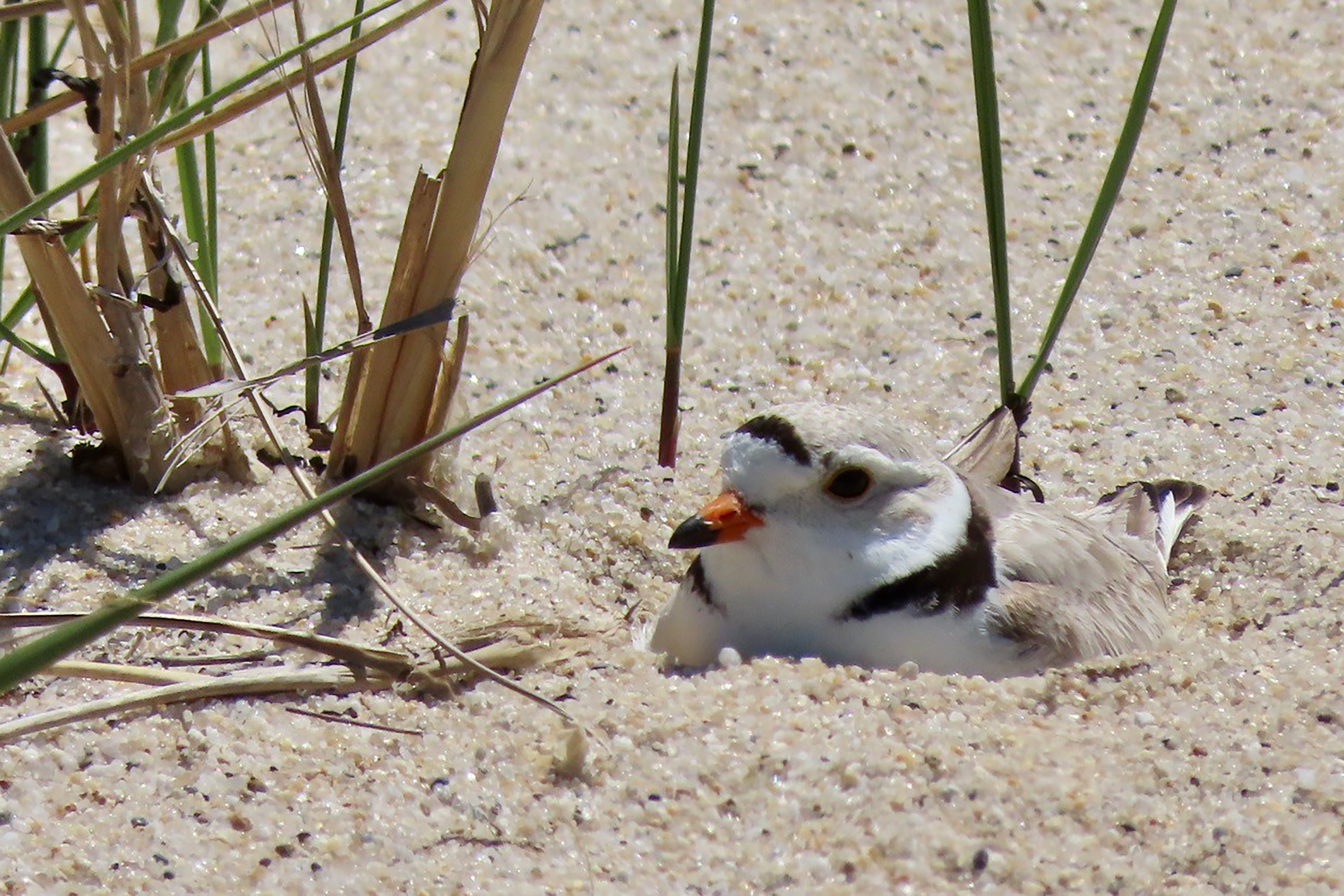 Tan, black, and white bird with orange beak sitting on sand dune up close