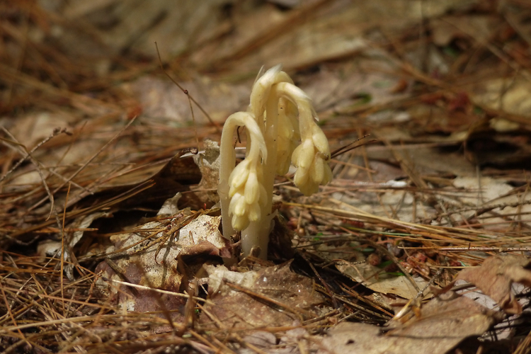 Drooping fungi amongst brown leaves and pine needles.