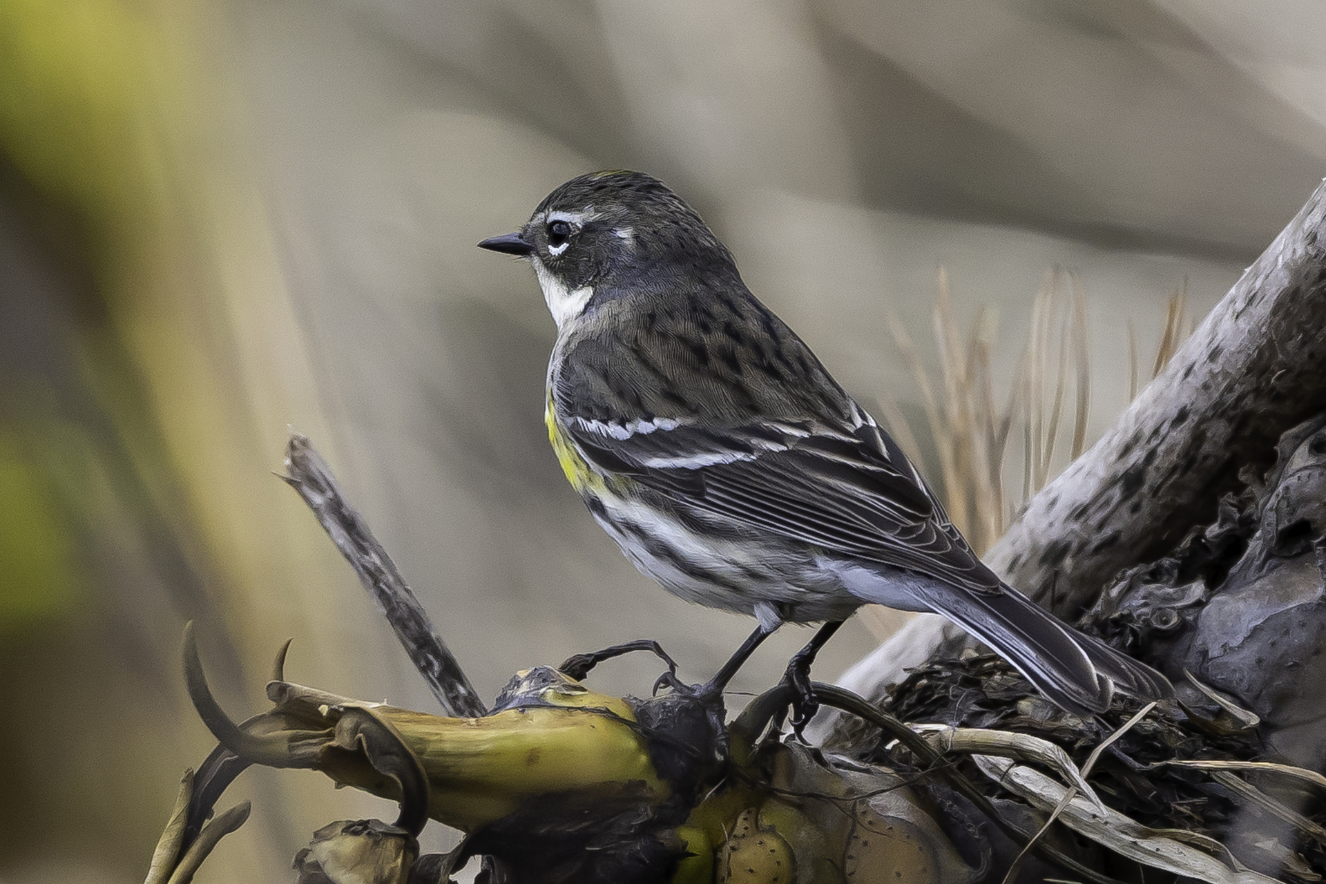 Yellow-rumped Warbler on a stick, facing away from the camera.