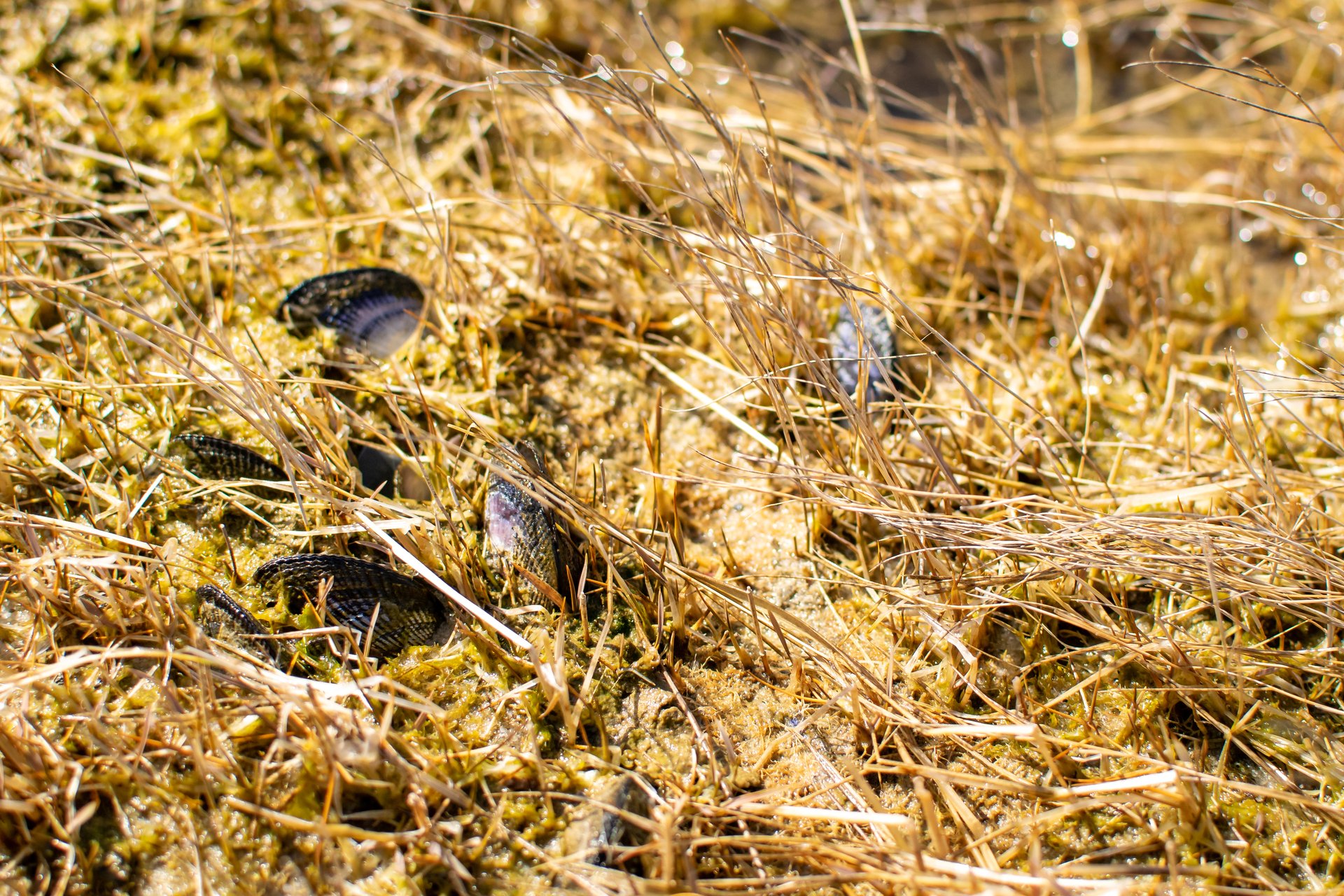Black shells in marshy brown vegetation.