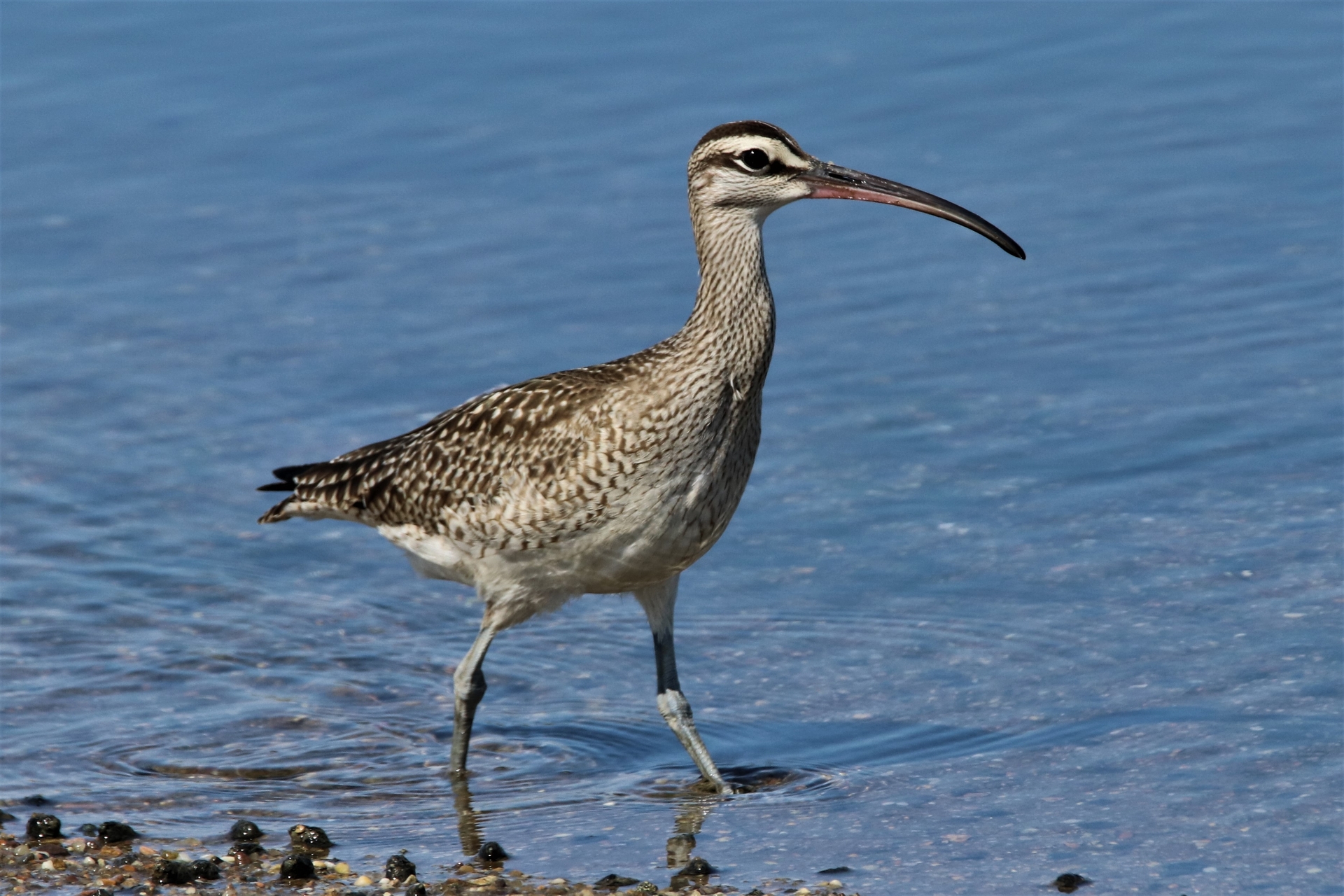 shorebird with long beak in water