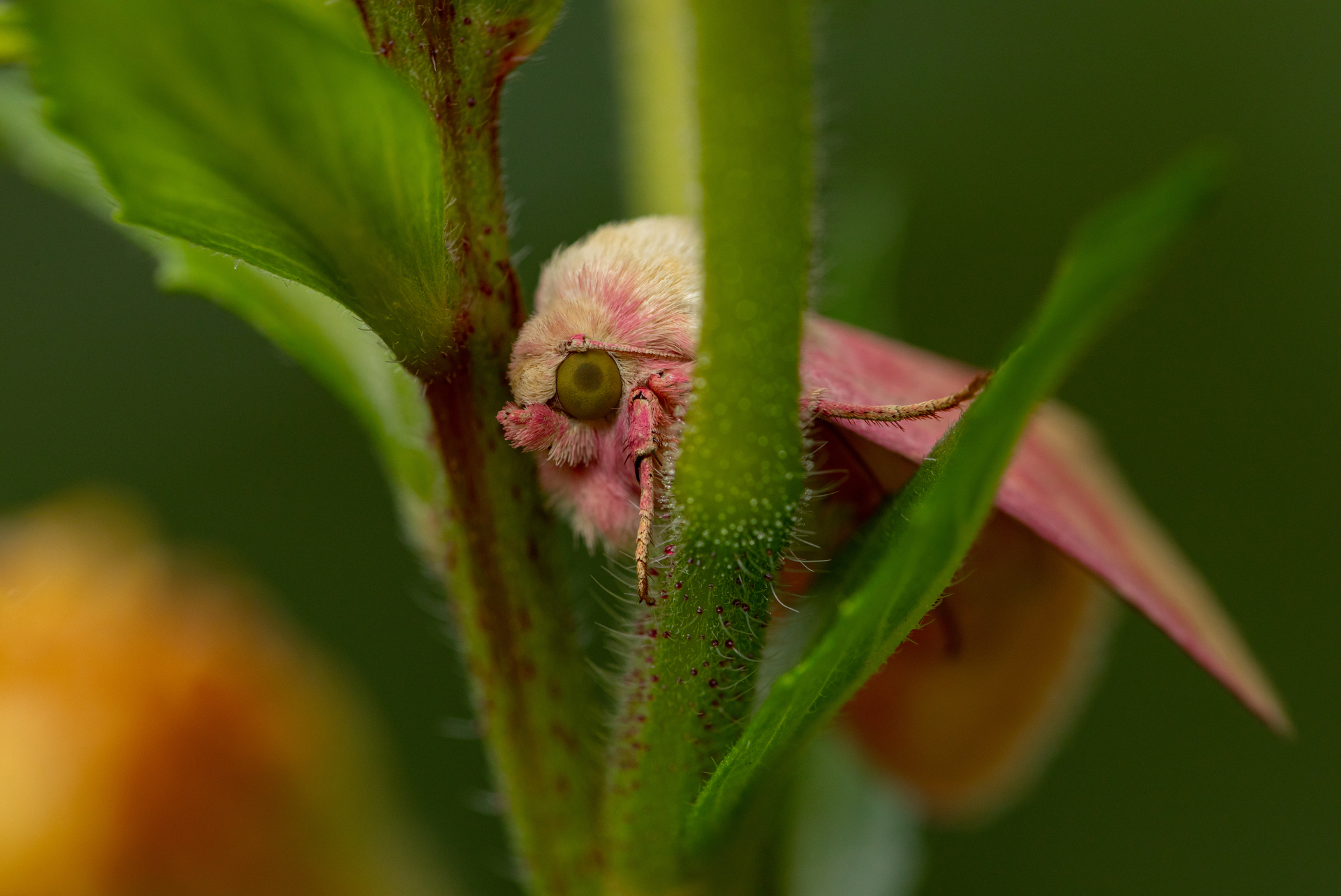 pink moth in plant
