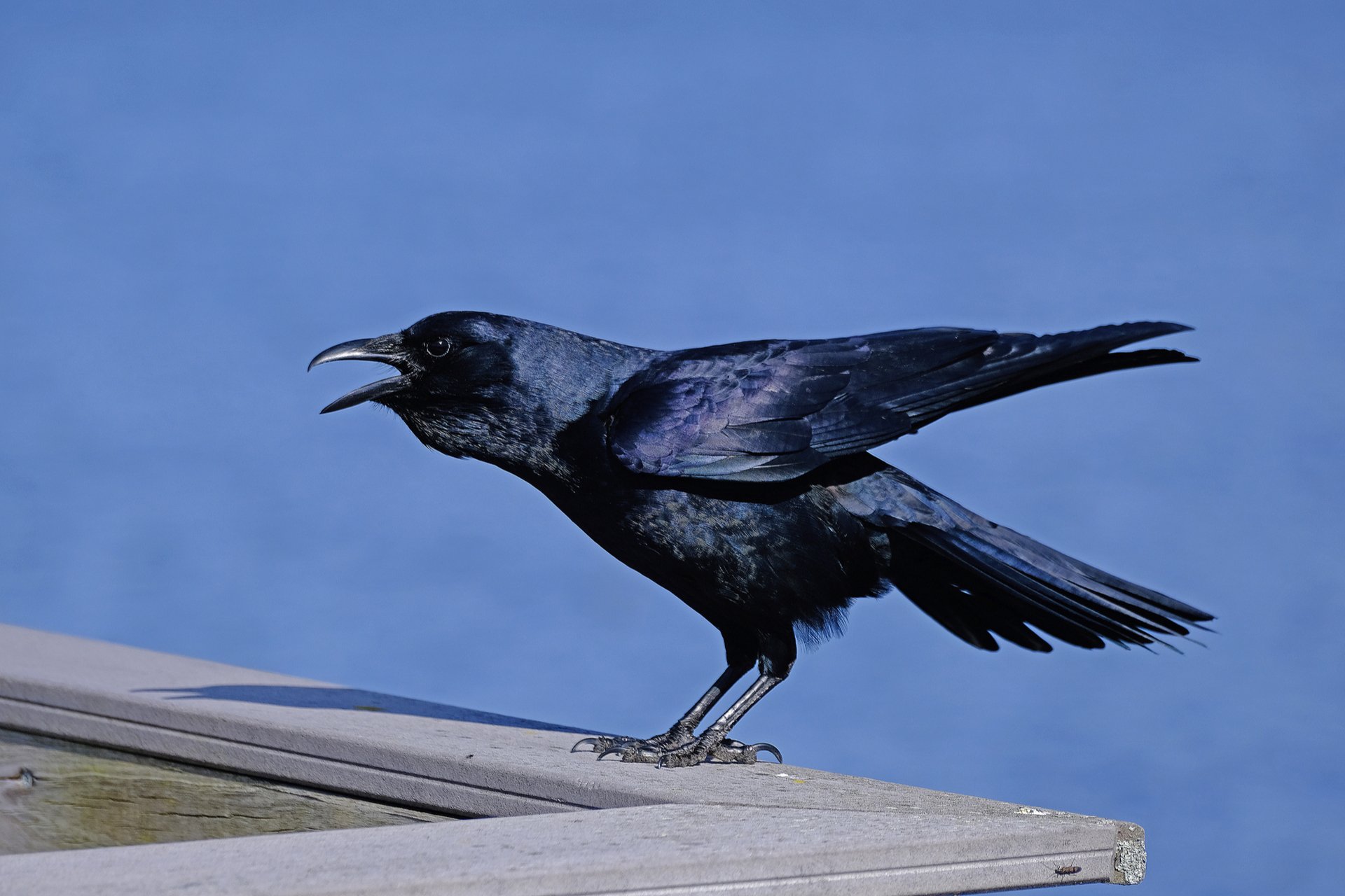 Crow cawing on a ledge