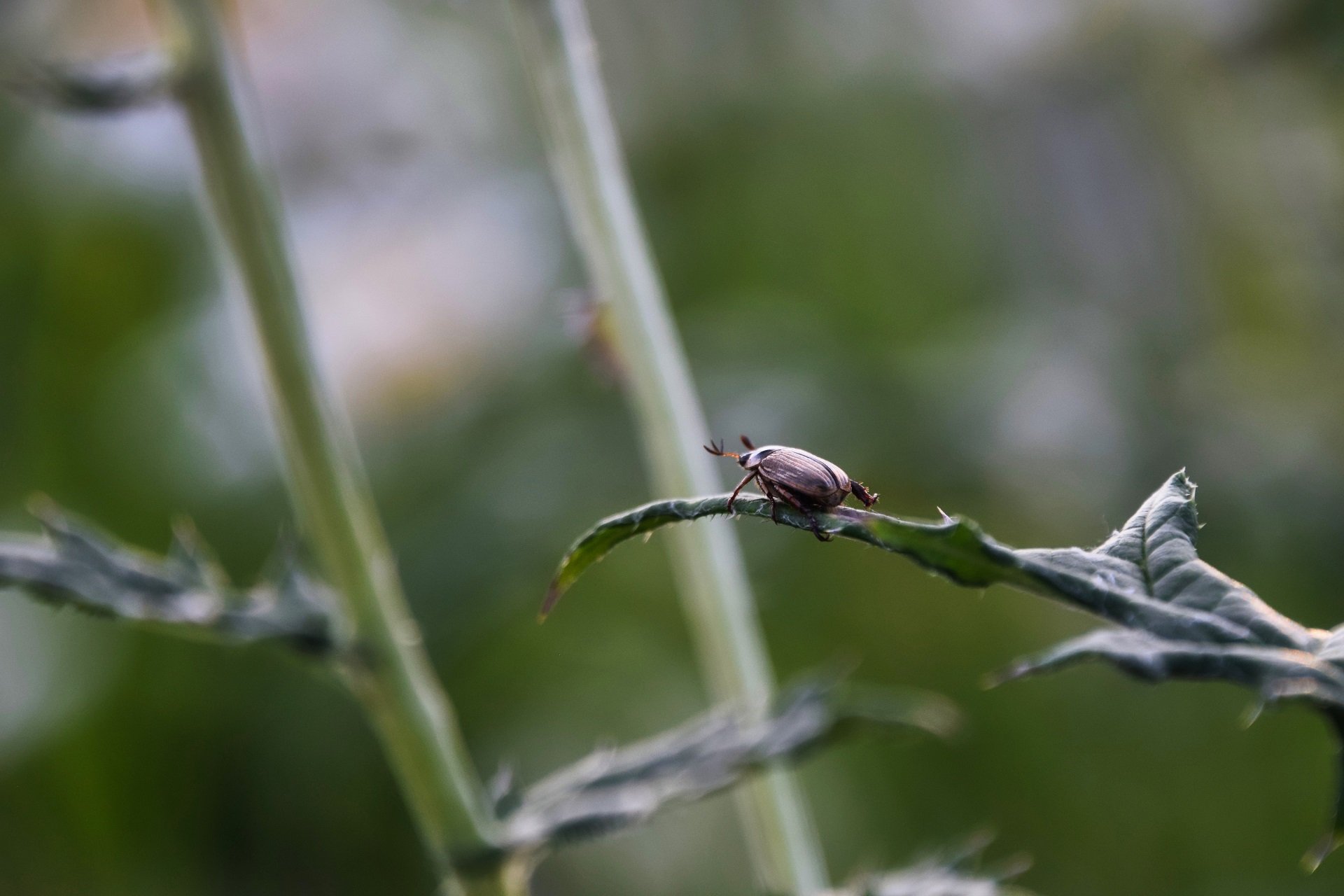 A Japanese Beetle crawls on a leaf.