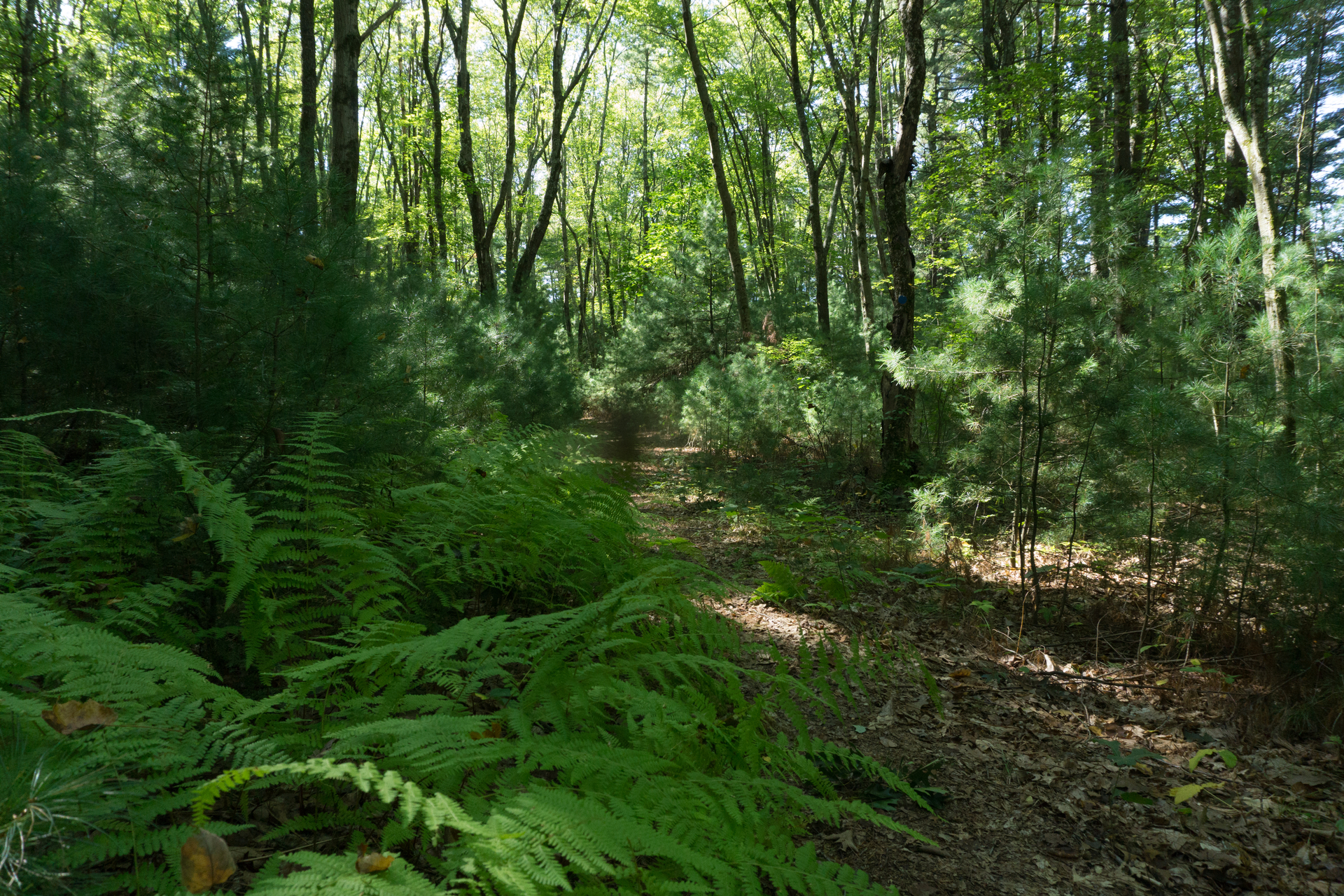 Trail in a dense green forest, ferns covering the first part of the path.