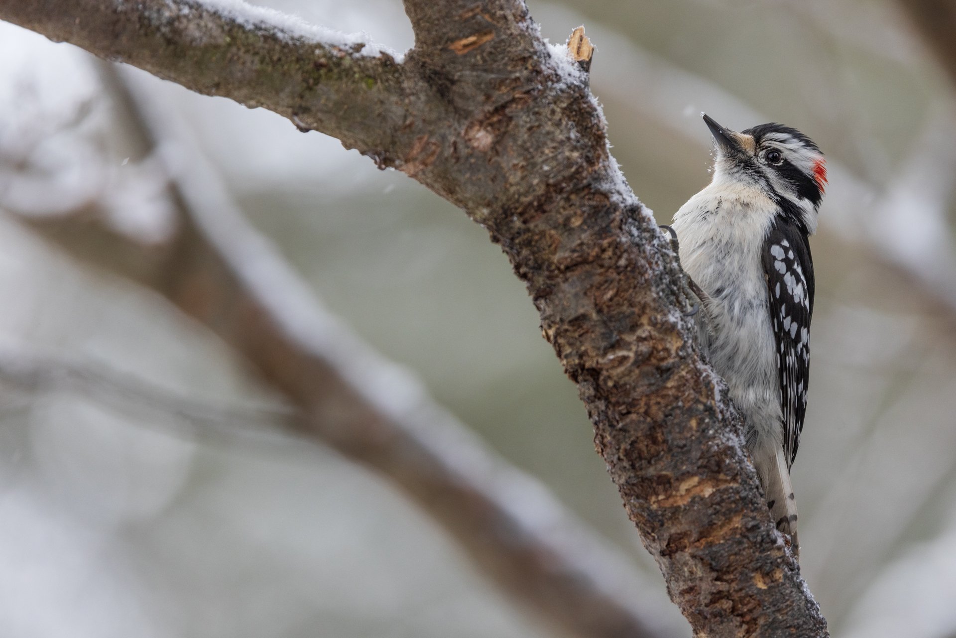 Downy Woodpecker on Branch