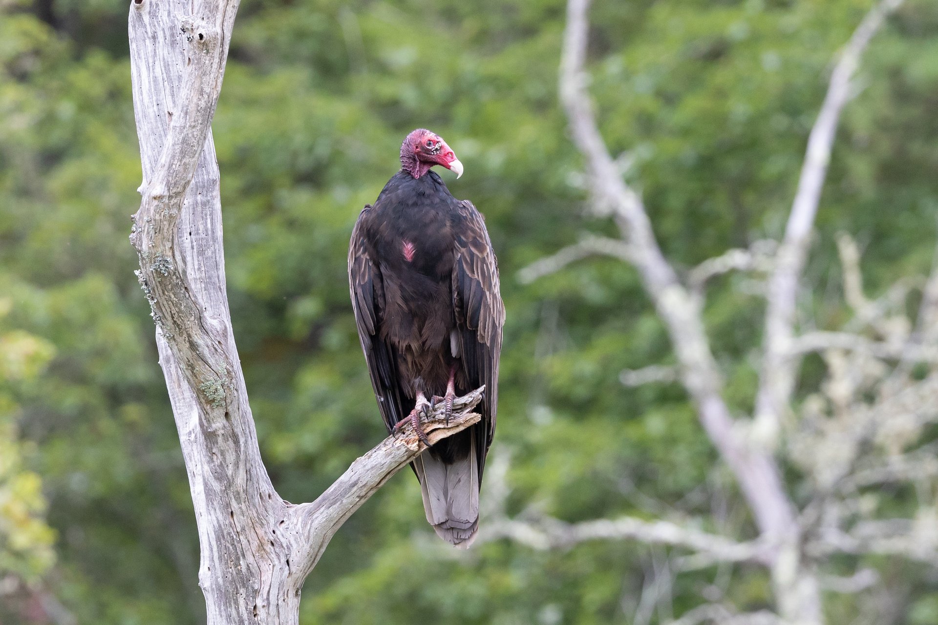 Turkey Vulture perched on branch