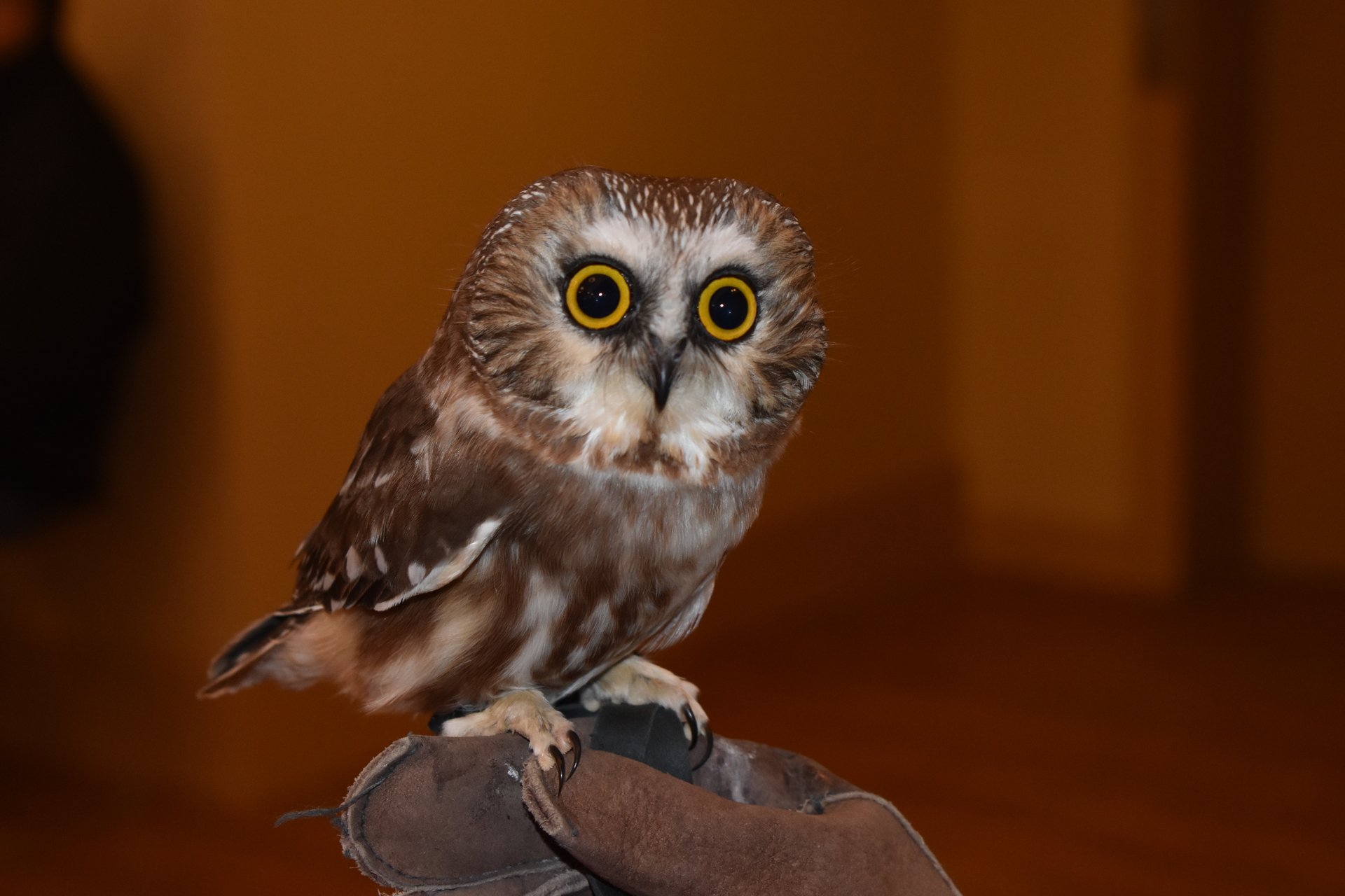 Saw-whet Owl on a hand