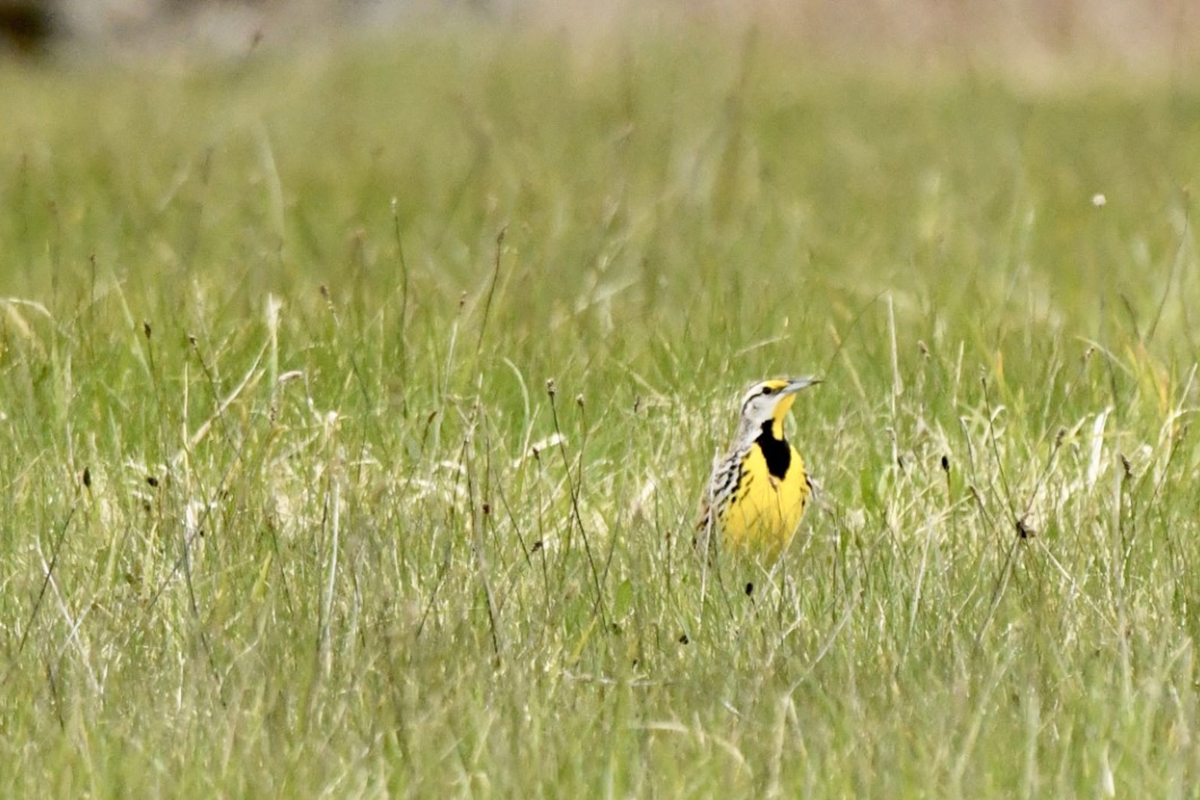 eastern meadowlark on the grassy ground