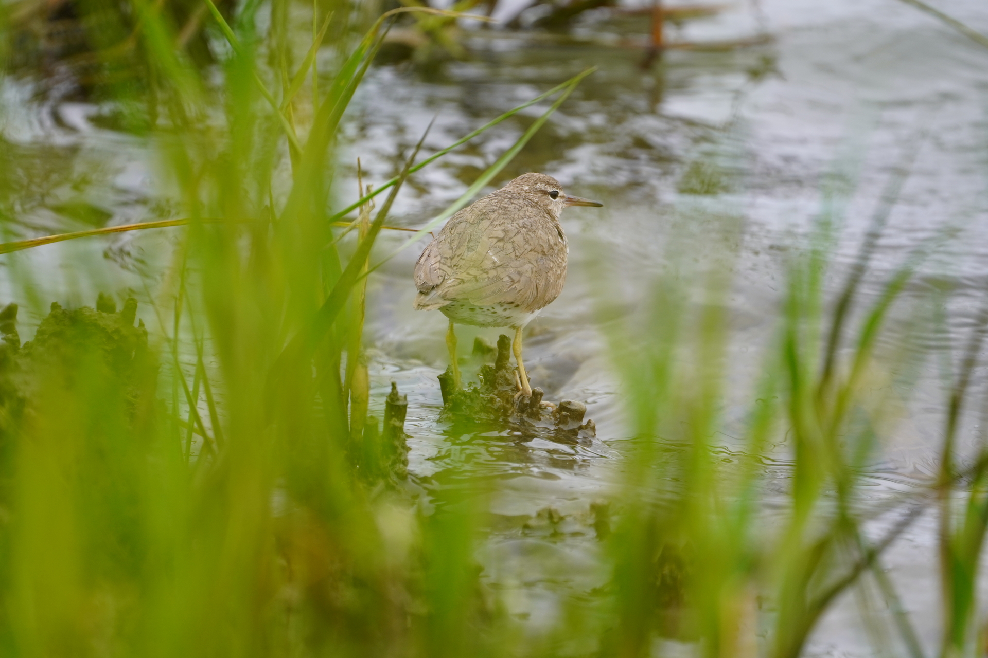 Spotted sandpiper beyond out of focus grass