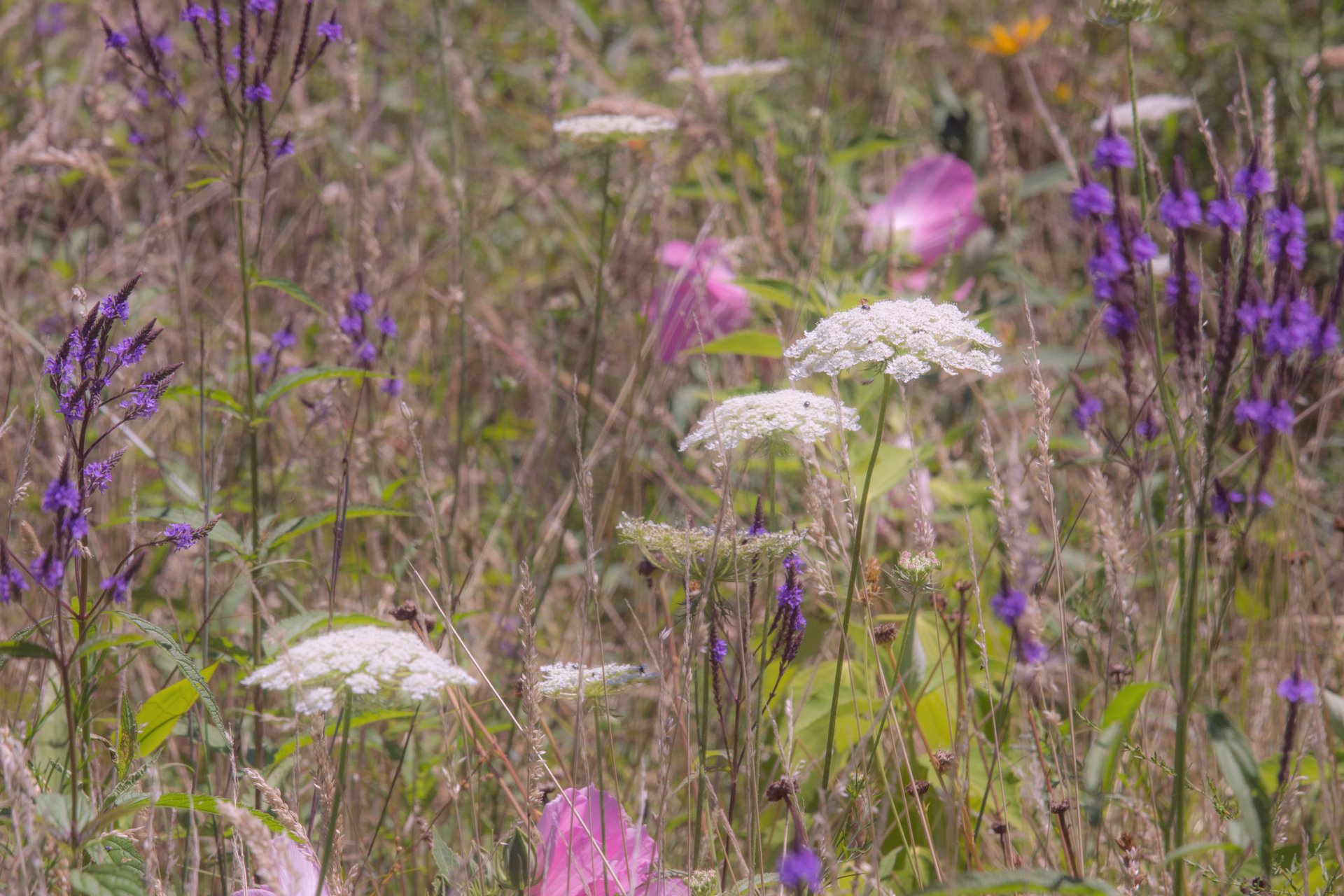 Pink, White, and Purple wildflowers growing together in a grassland.