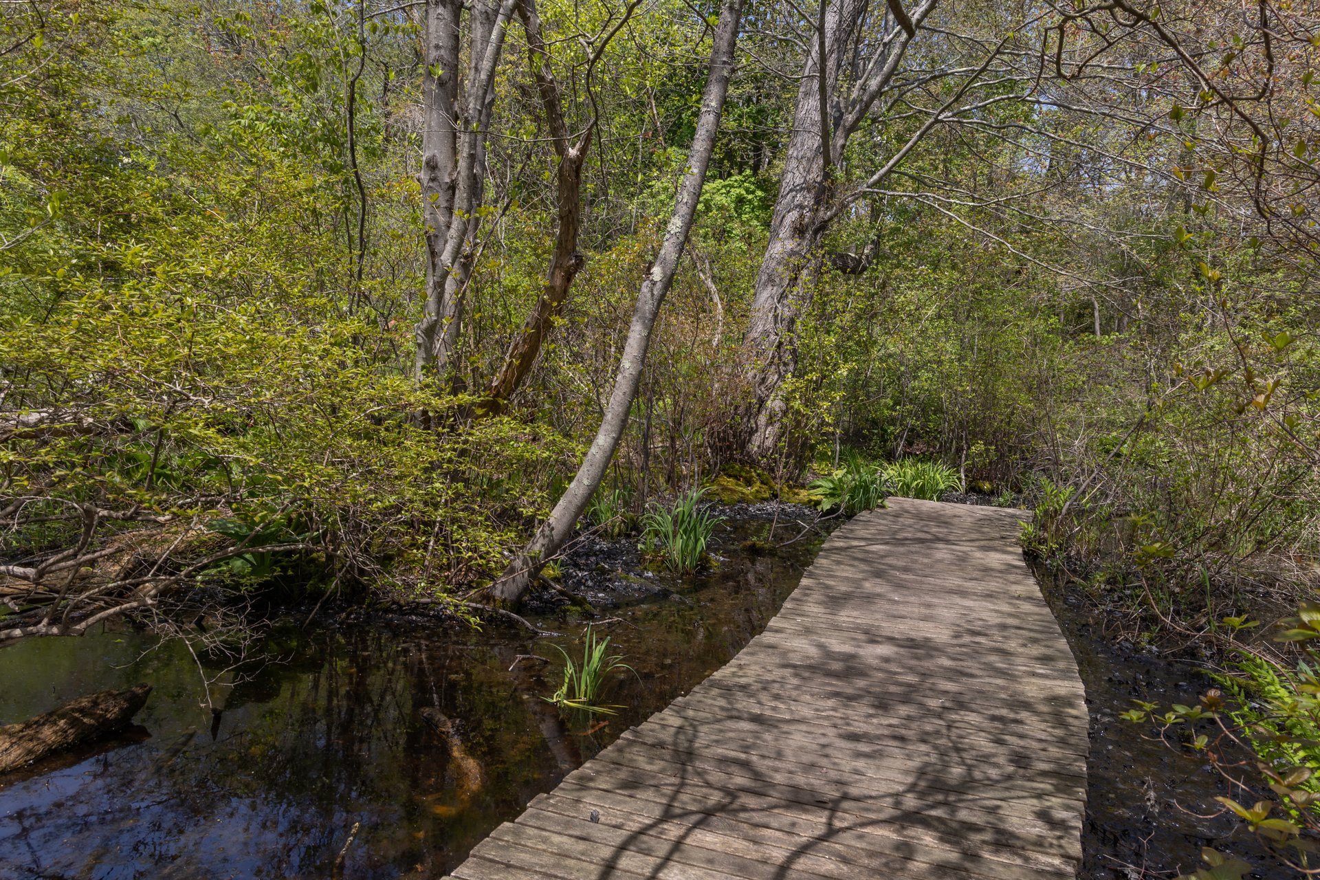 Boardwalk over water and mud leading into a dense forest and shrubby area.