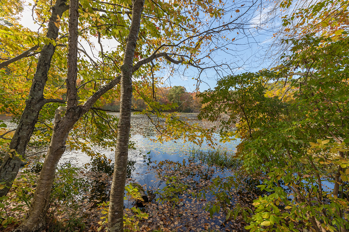 view through trees to pond in fall at Oak Knoll