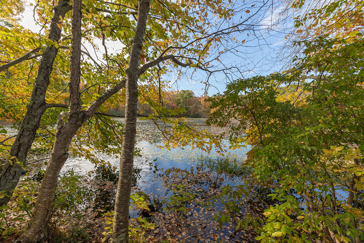 view through trees to pond in fall at Oak Knoll