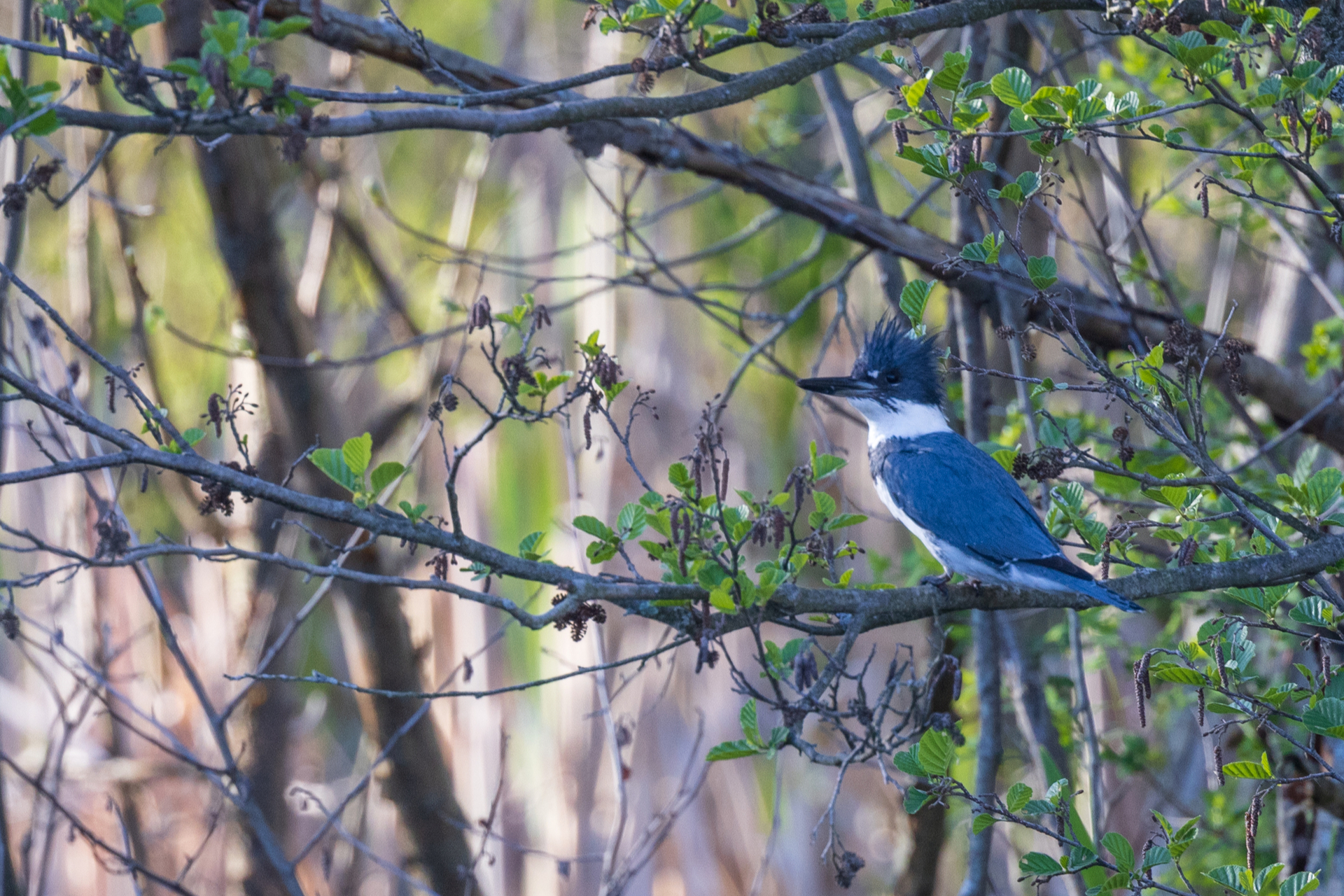 Belted Kingfisher perched in tree