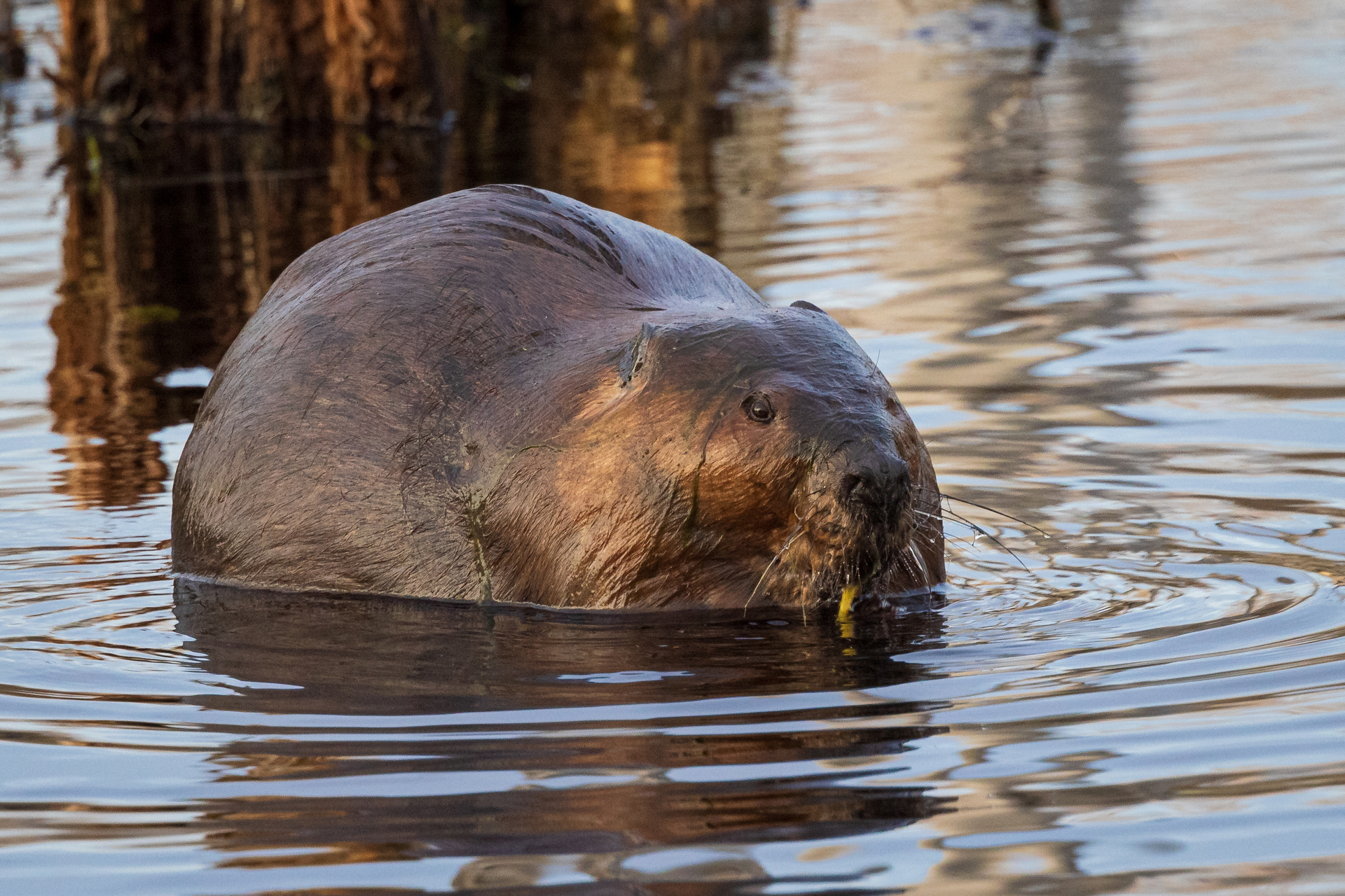 beaver in water