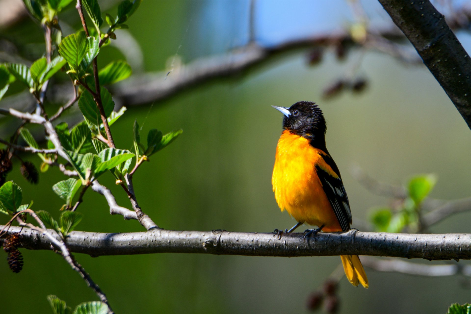 Baltimore Oriole on Branch