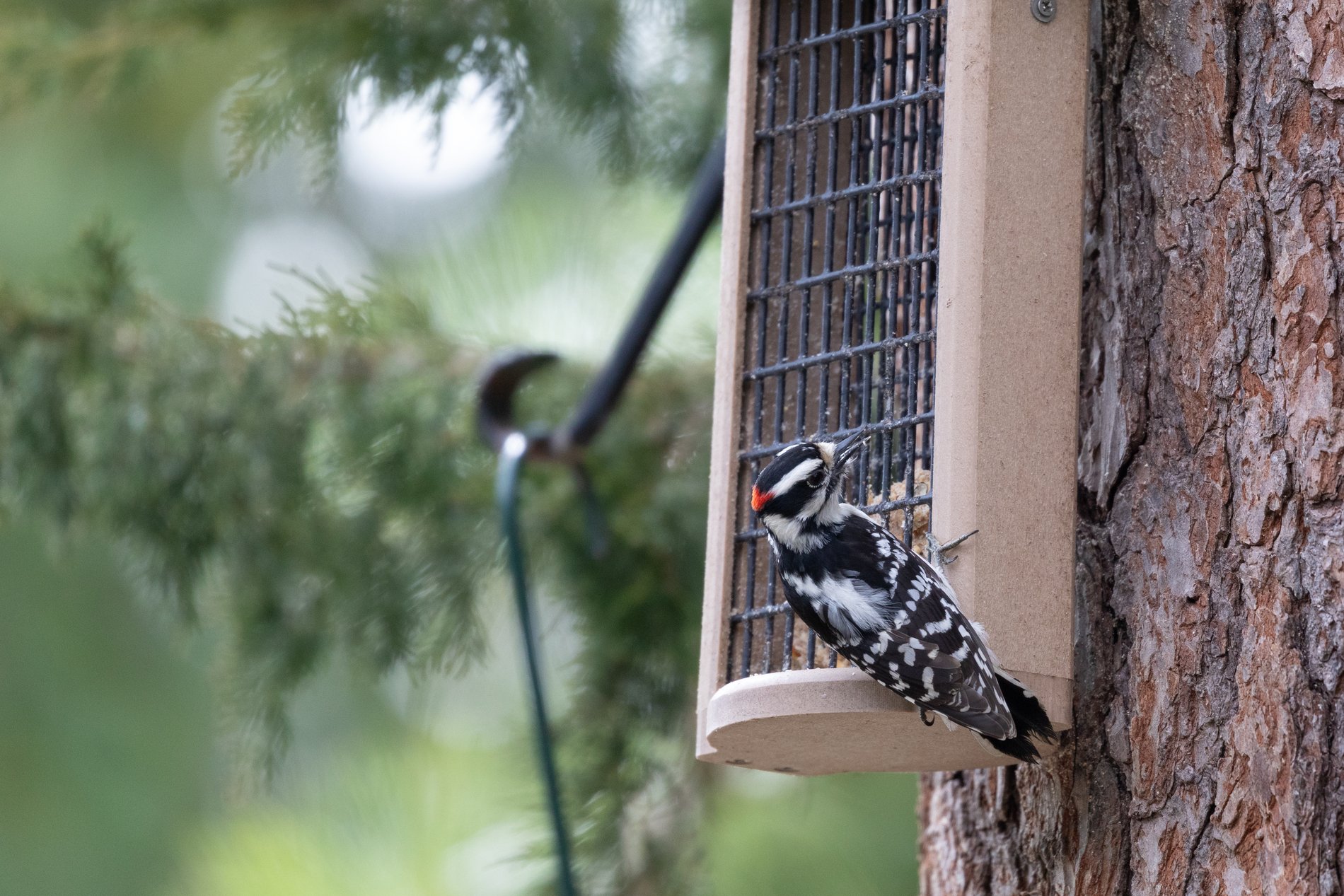 Woodpecker at feeder on tree