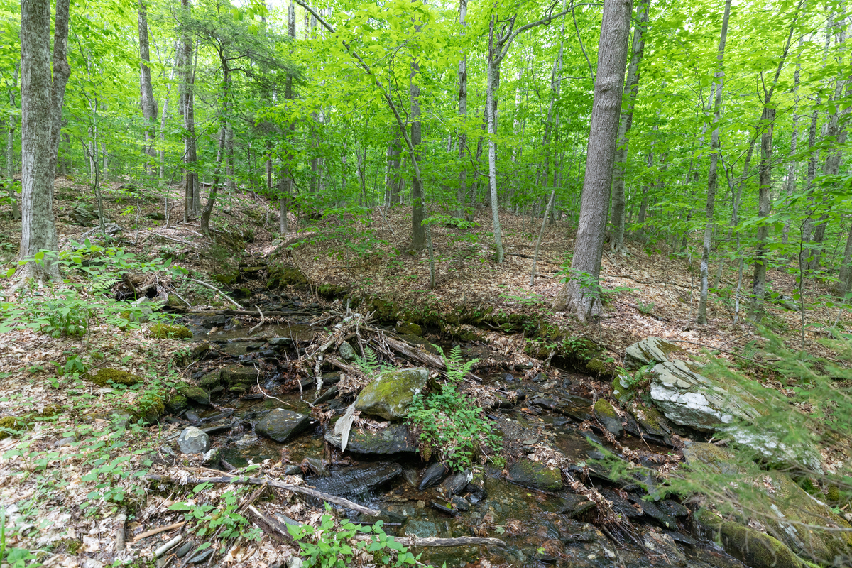 A shallow creek running over rocks in the middle of a dense forest.