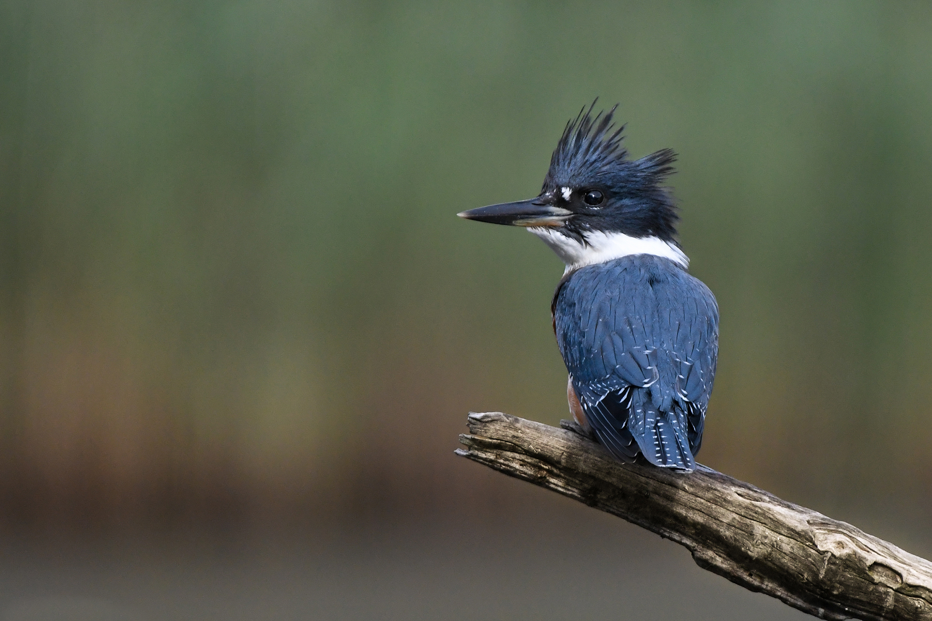 Belted Kingfisher perched on a bare branch