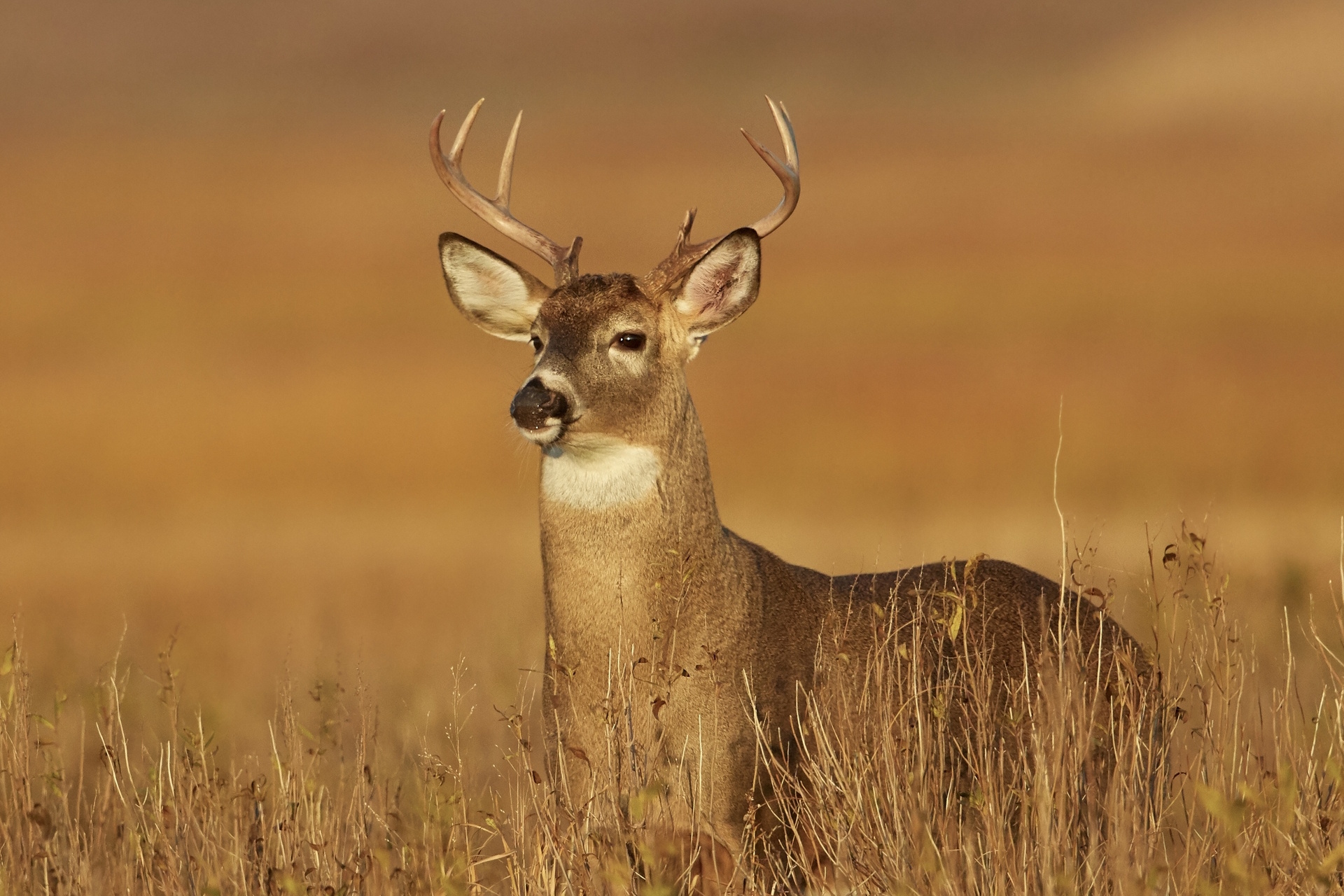Deer in a field of tall grass
