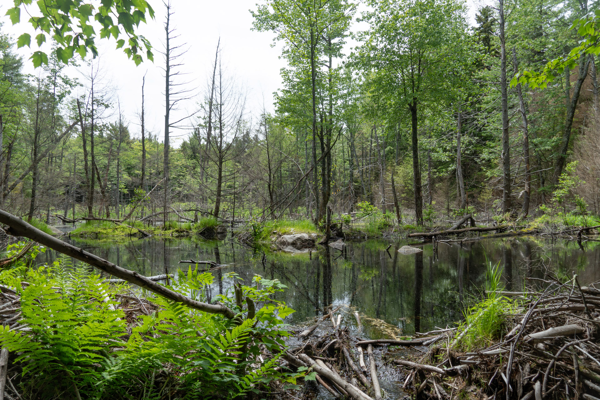 Swampy wetlands with logs and ferns in the bank. Tall, bare tree trunks stand throughout the wetland.