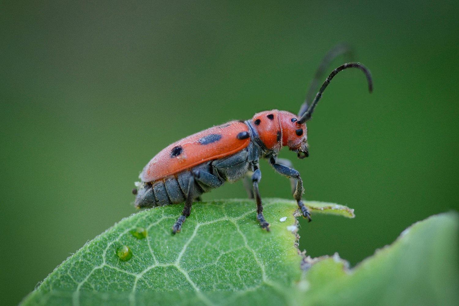 Close up of a red and black spotted beetle on a green leaf.