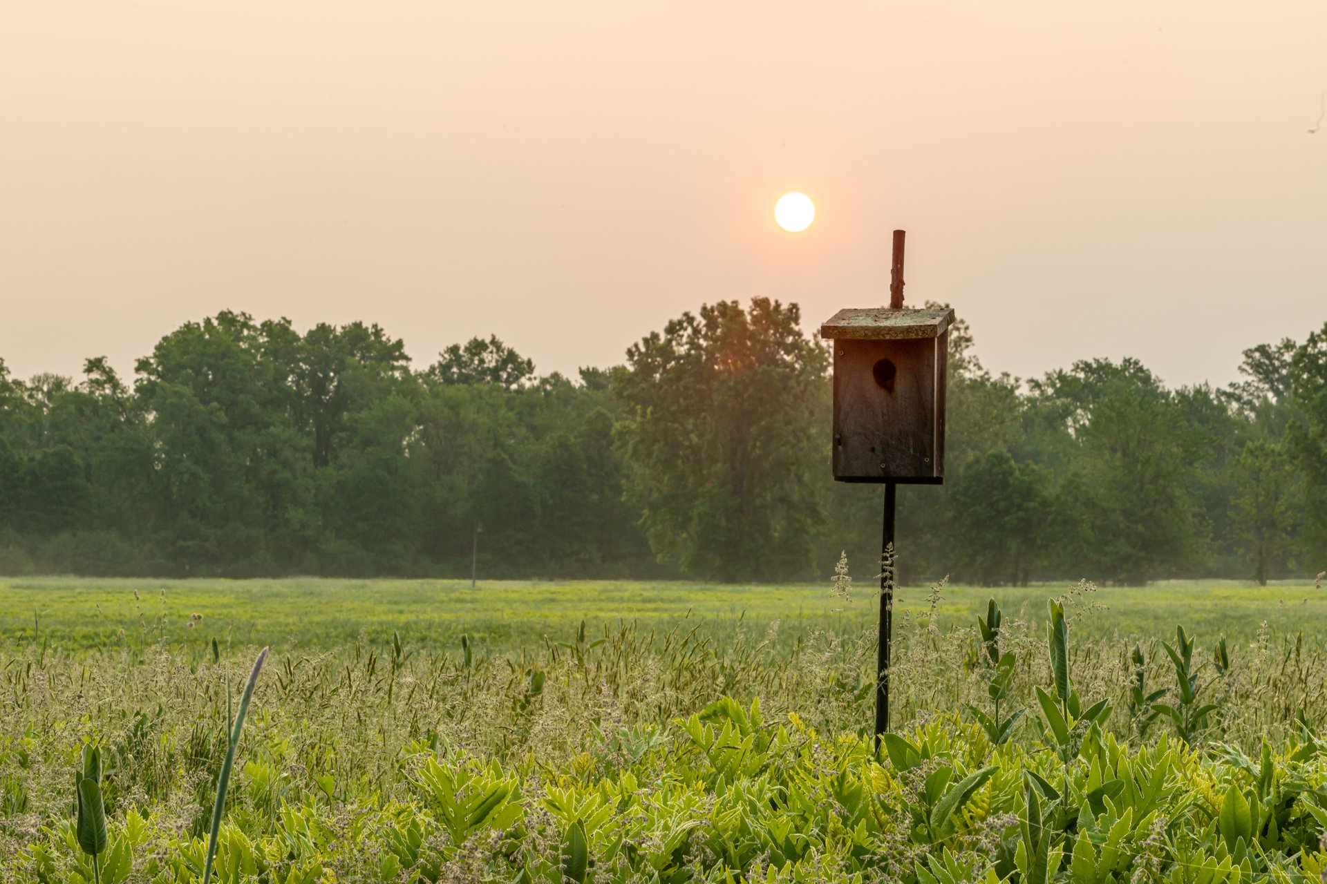 bird box at arcadia in meadow