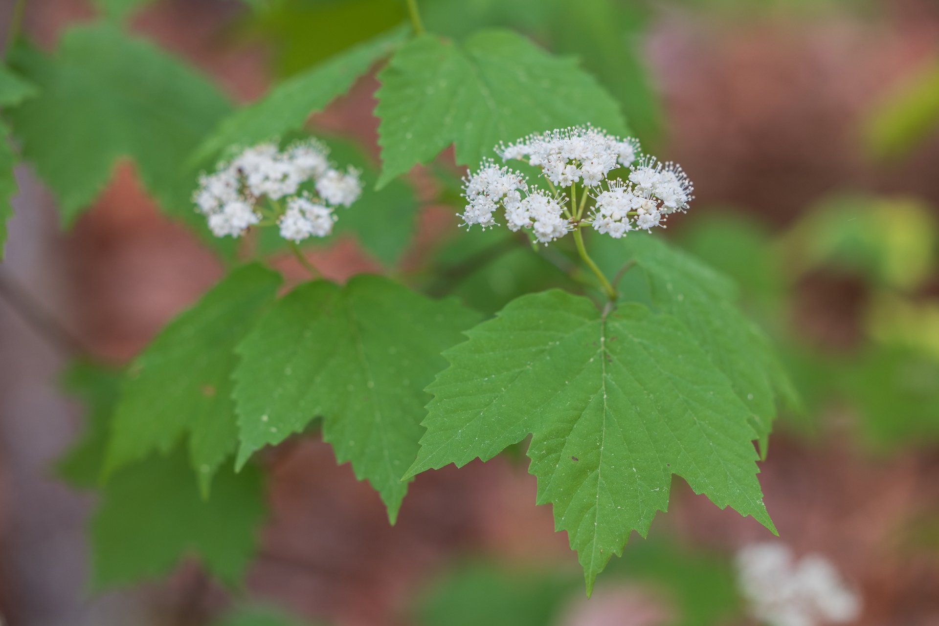 Green leaves with white flowers