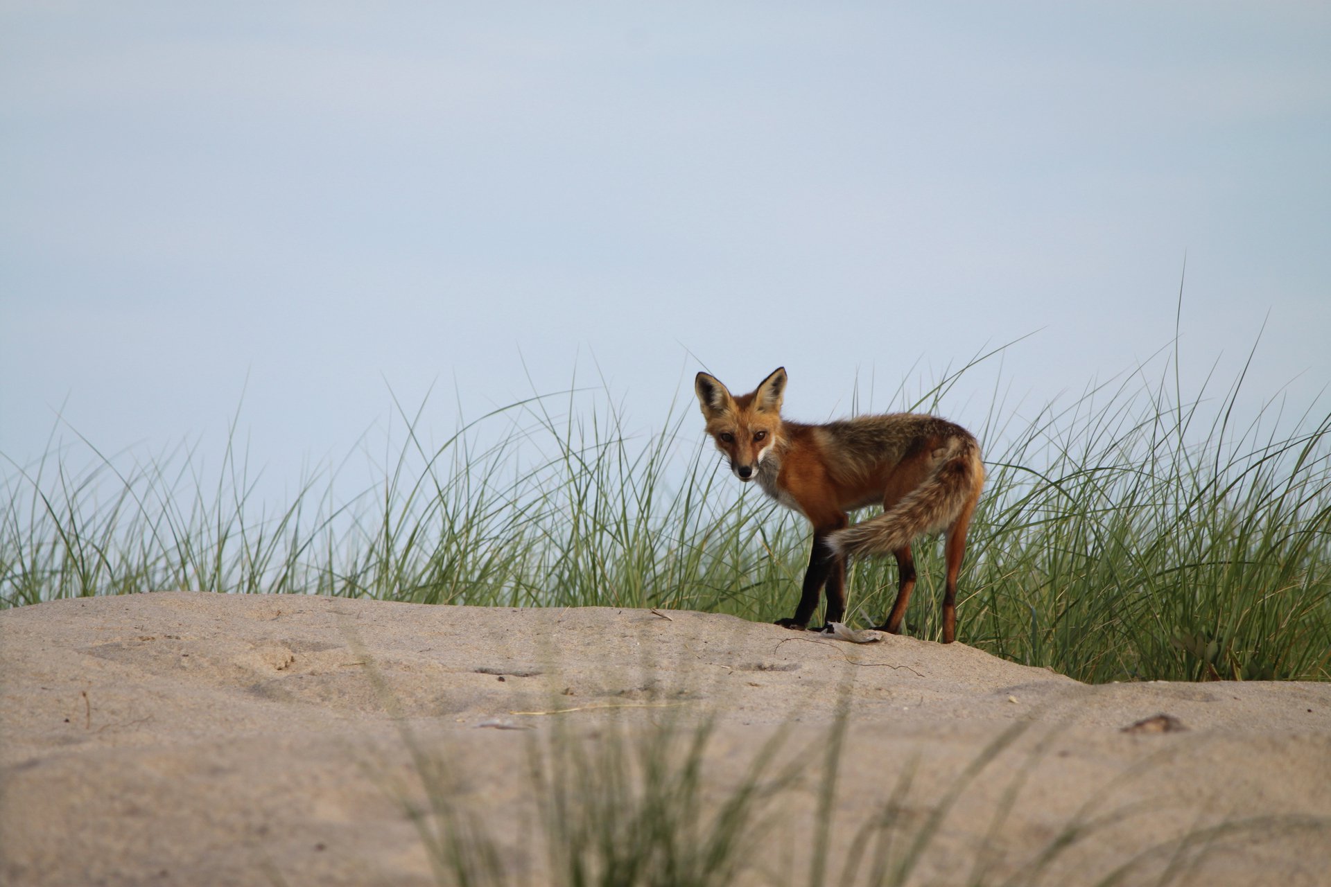 fox on sandy dune with grass
