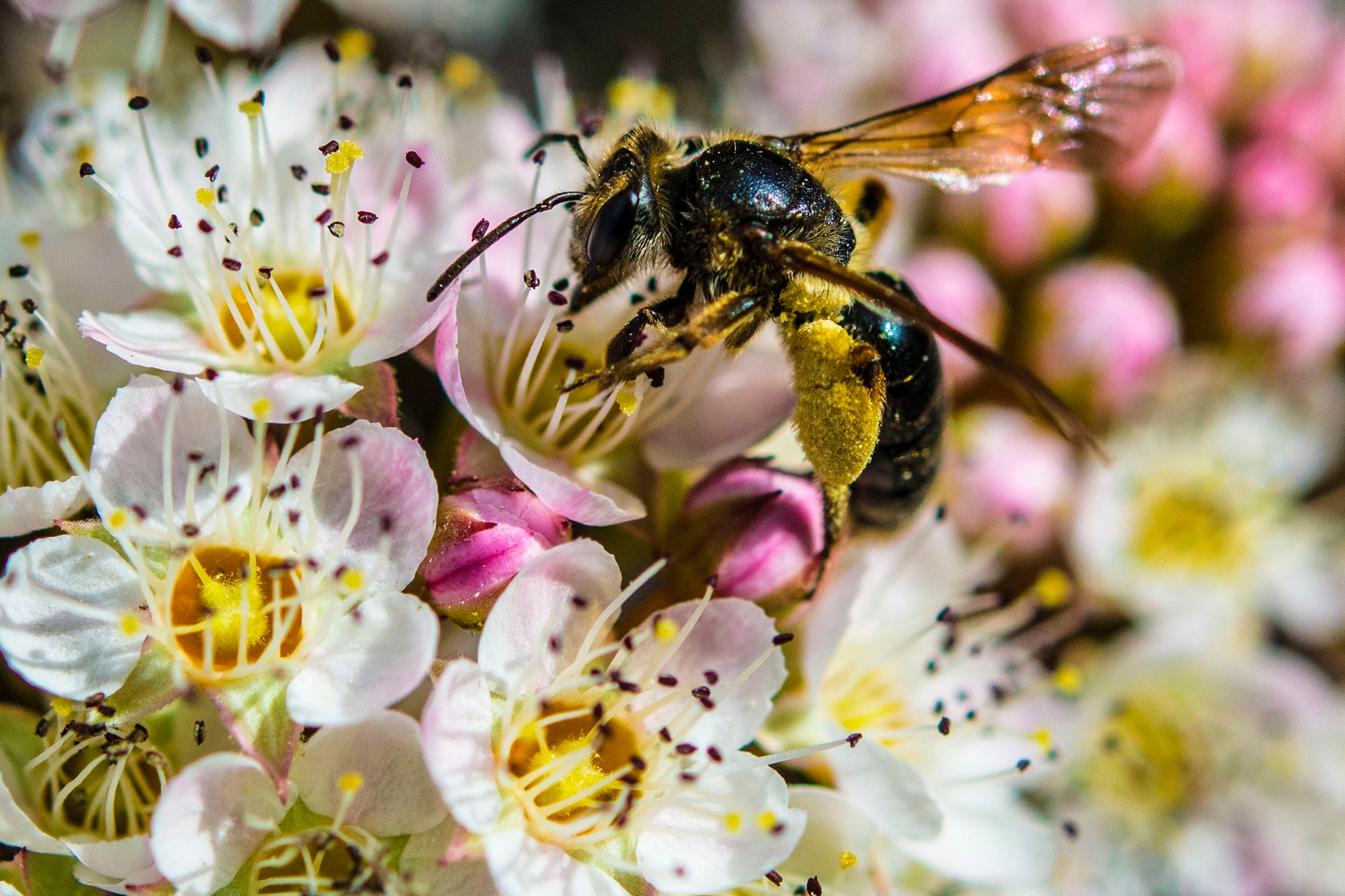 Mining Bee on Flowers