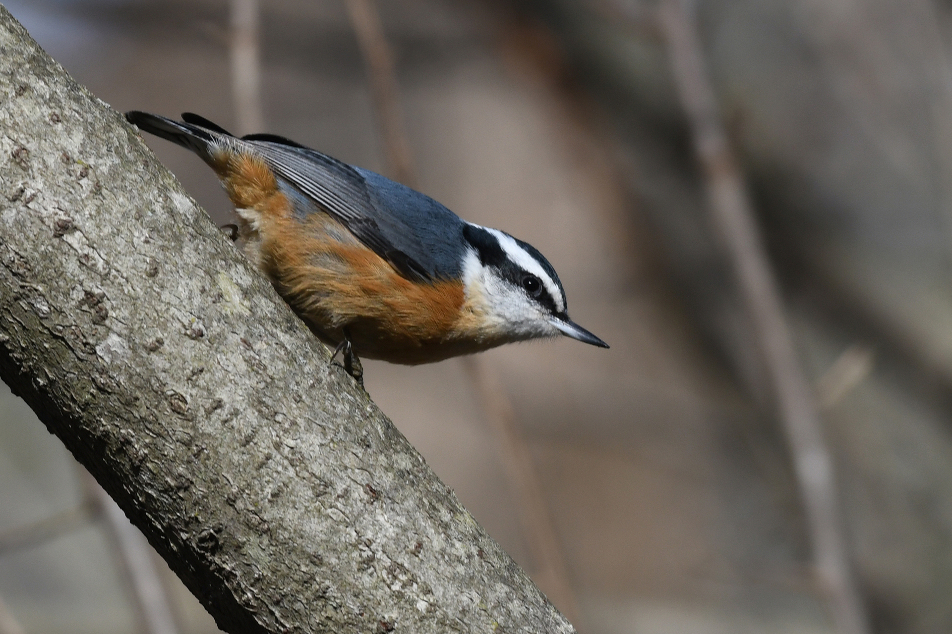 Red-breasted Nuthatch on bark