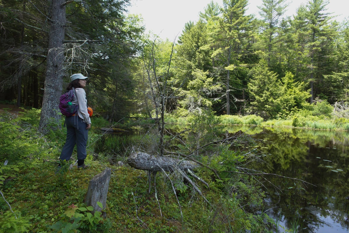 Person in a hat looking out over the pond, a dead, fallen tree in front of them.