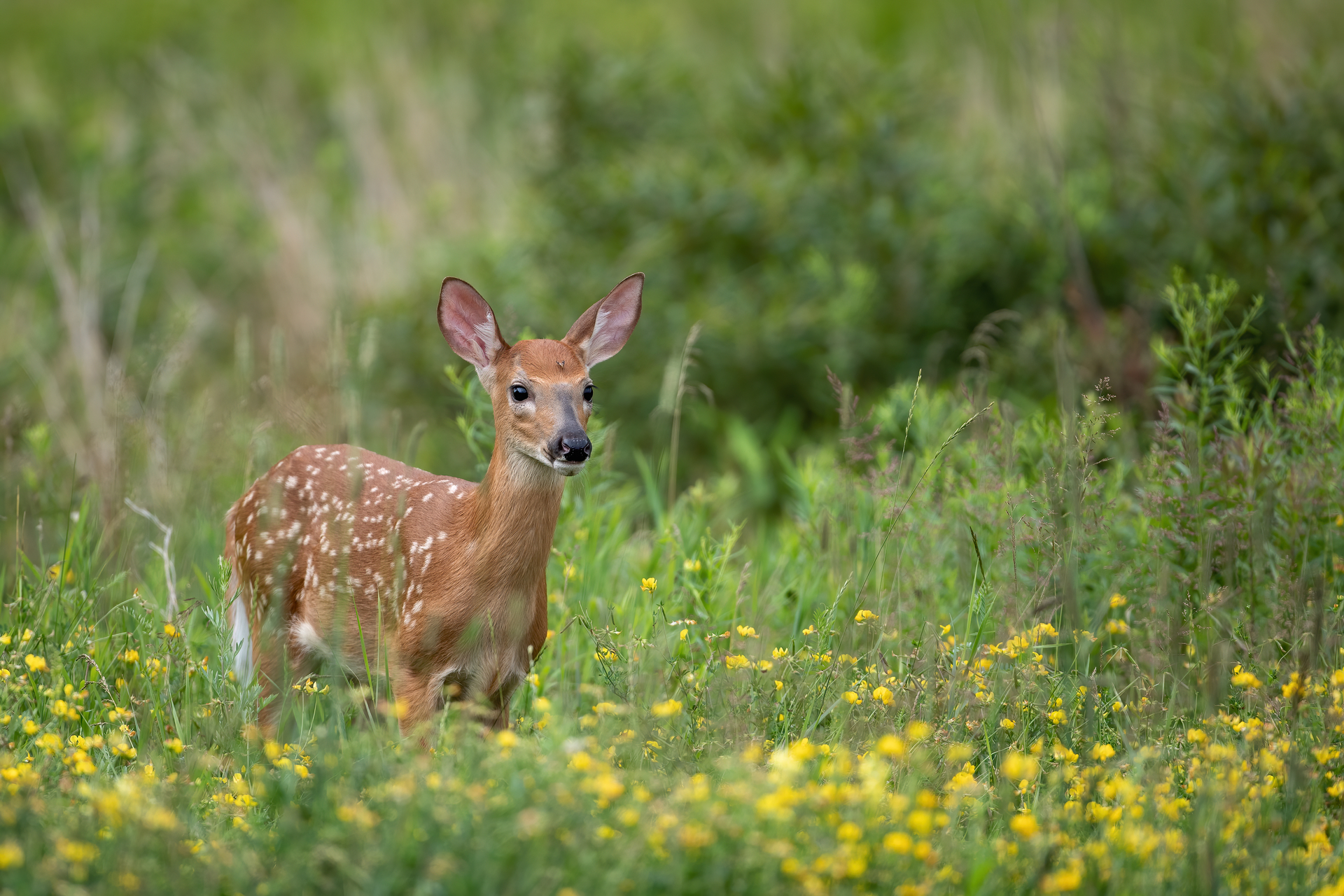 A baby deer with white dots on its back standing in a meadow with yellow flowers.