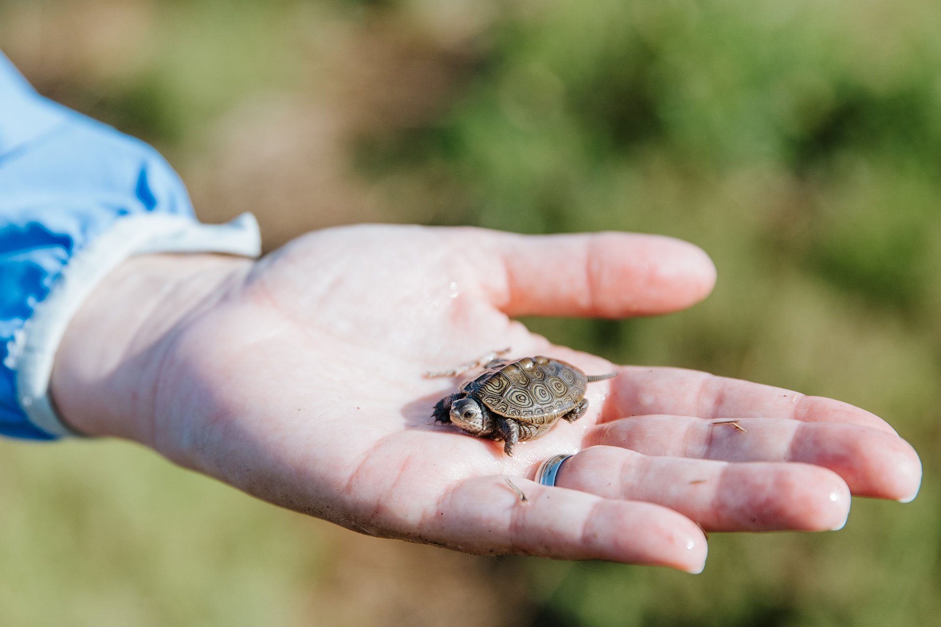 Diamondback terrapin hatchling being held in a hand