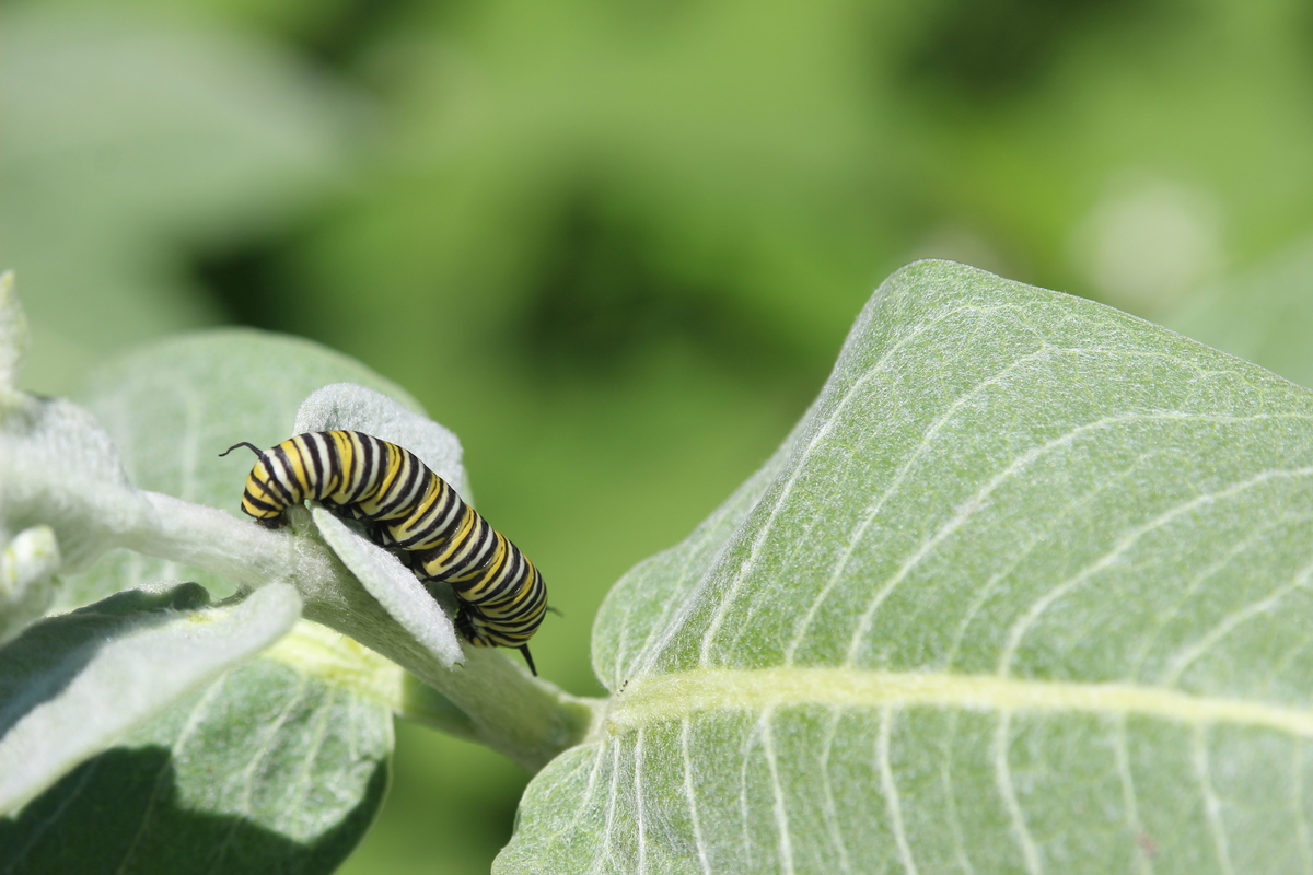yellow, while, and black striped caterpillar on a green leaf