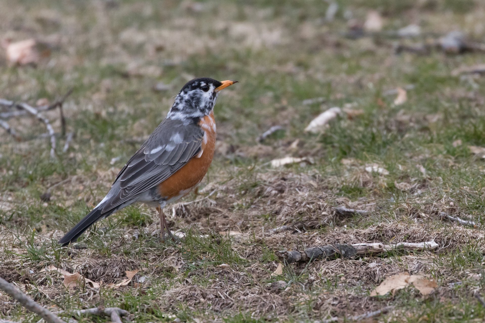 American Robin with Leucism, marked by white patches on it's head
