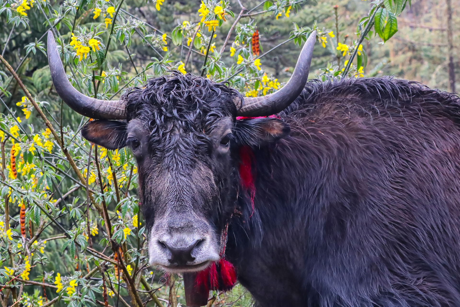 Photograph of a yak gazing directly at the camera