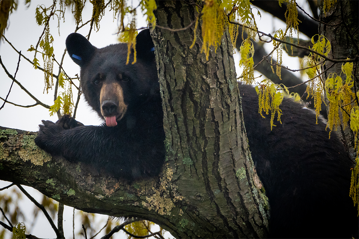 A black bear laying on branches in a tree, licking one of its front arms.