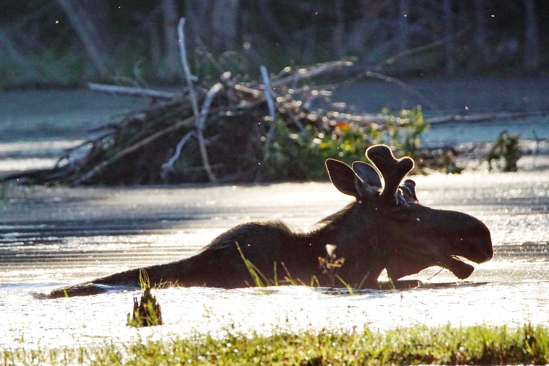 A moose swims past a beaver lodge.