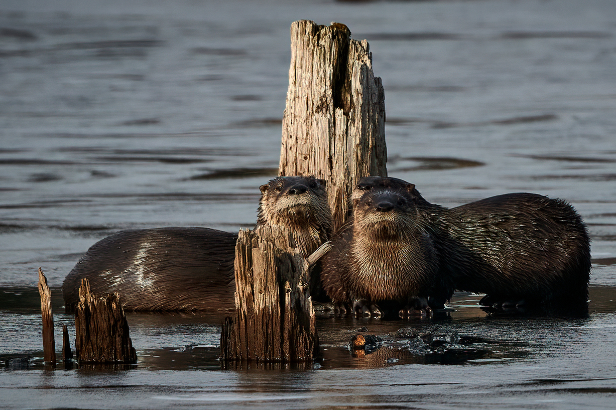 three river otters in front of a stump in the water