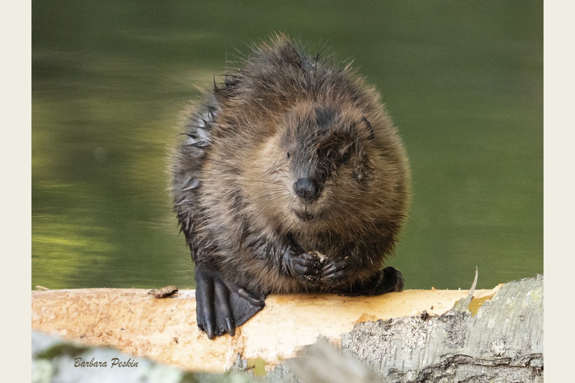 New On Exhibit at Broadmoor